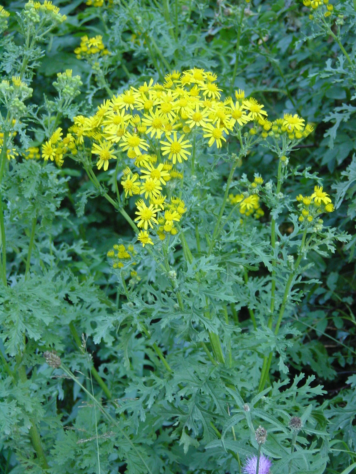 Wild Chrysanthemum. Aspy Bay. Cape Breton, NS