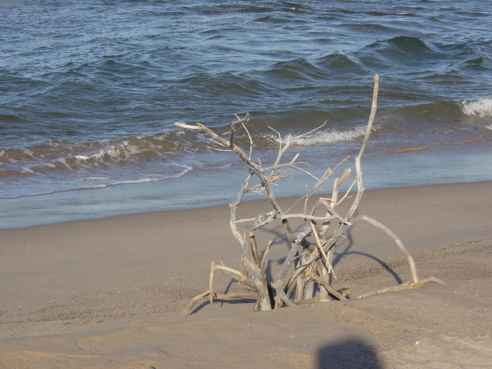 Driftwood. Aspy Bay. Cape Breton, NS