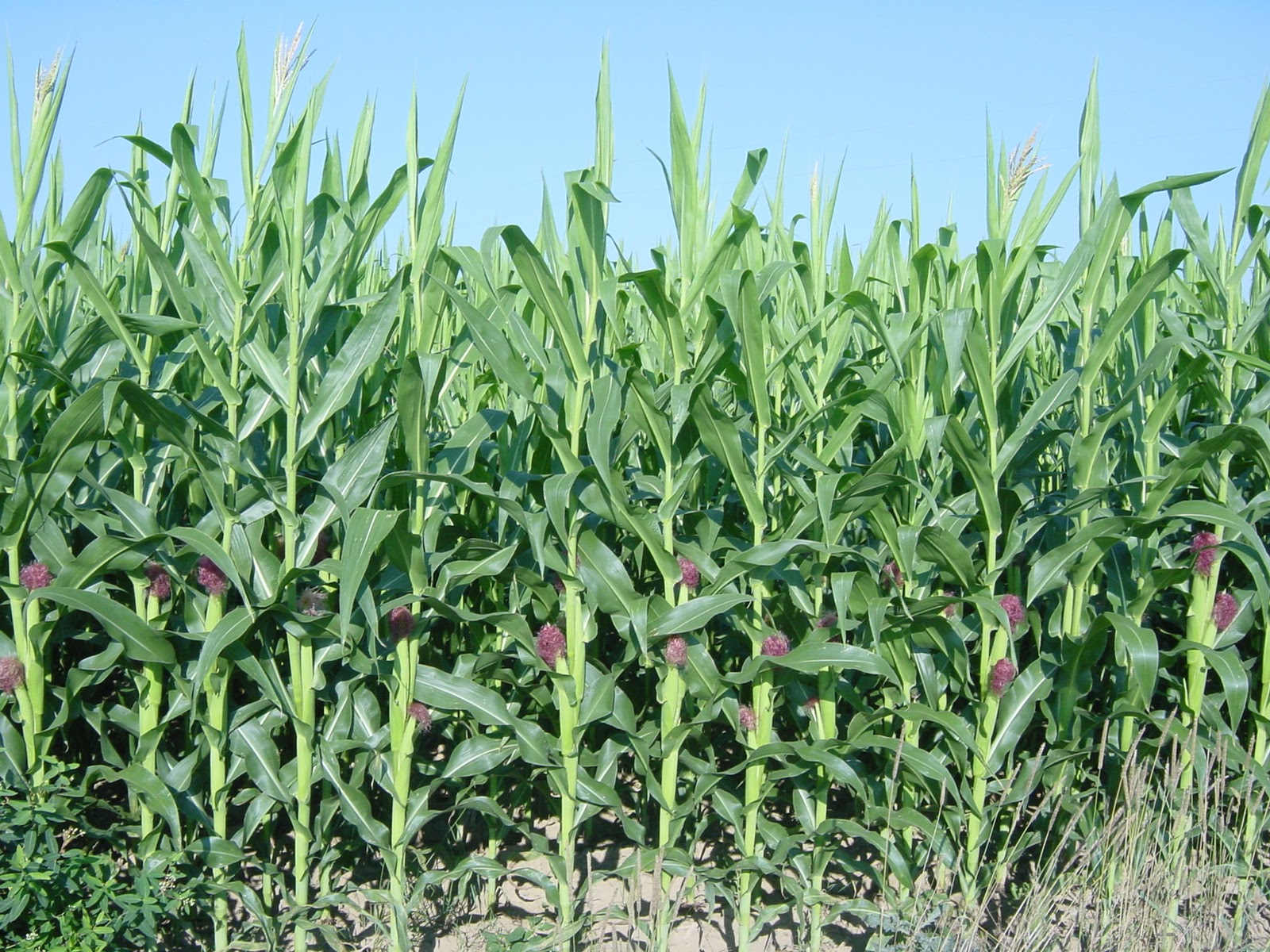 Corn. Near Strongstown, PA