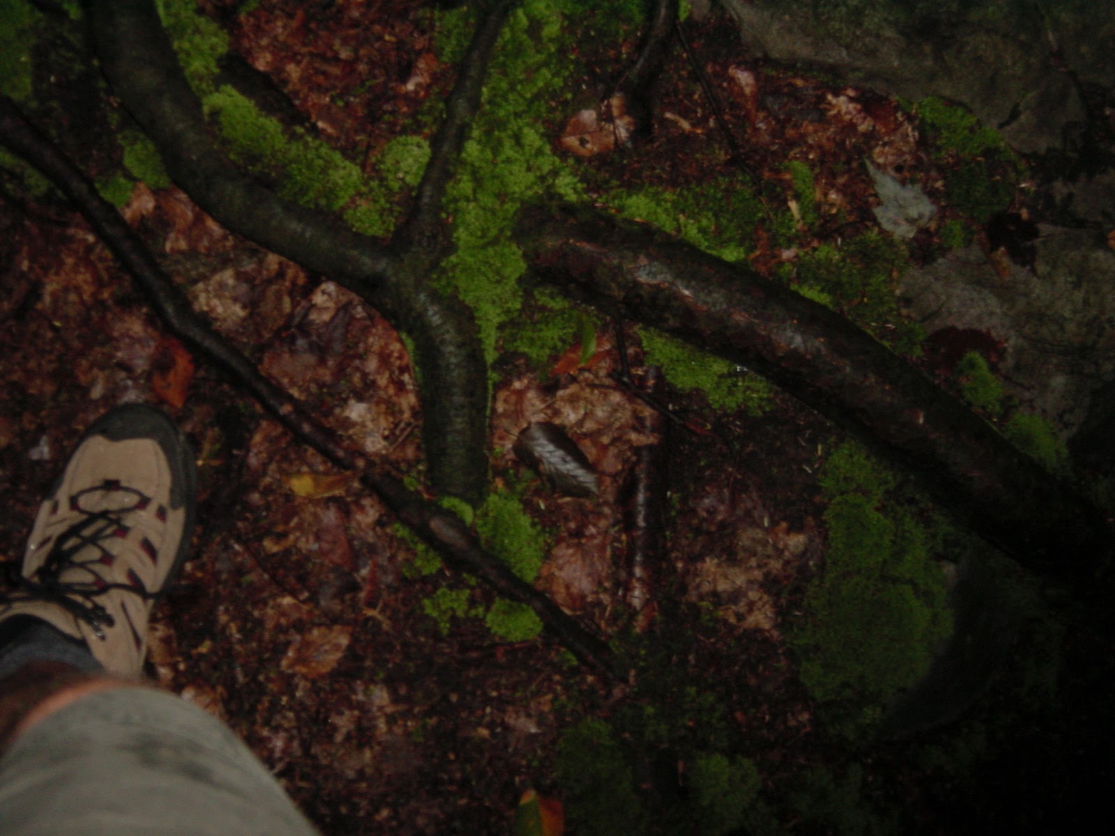 My left foot on my way to Cucumber Falls. Ohio Pyle, PA