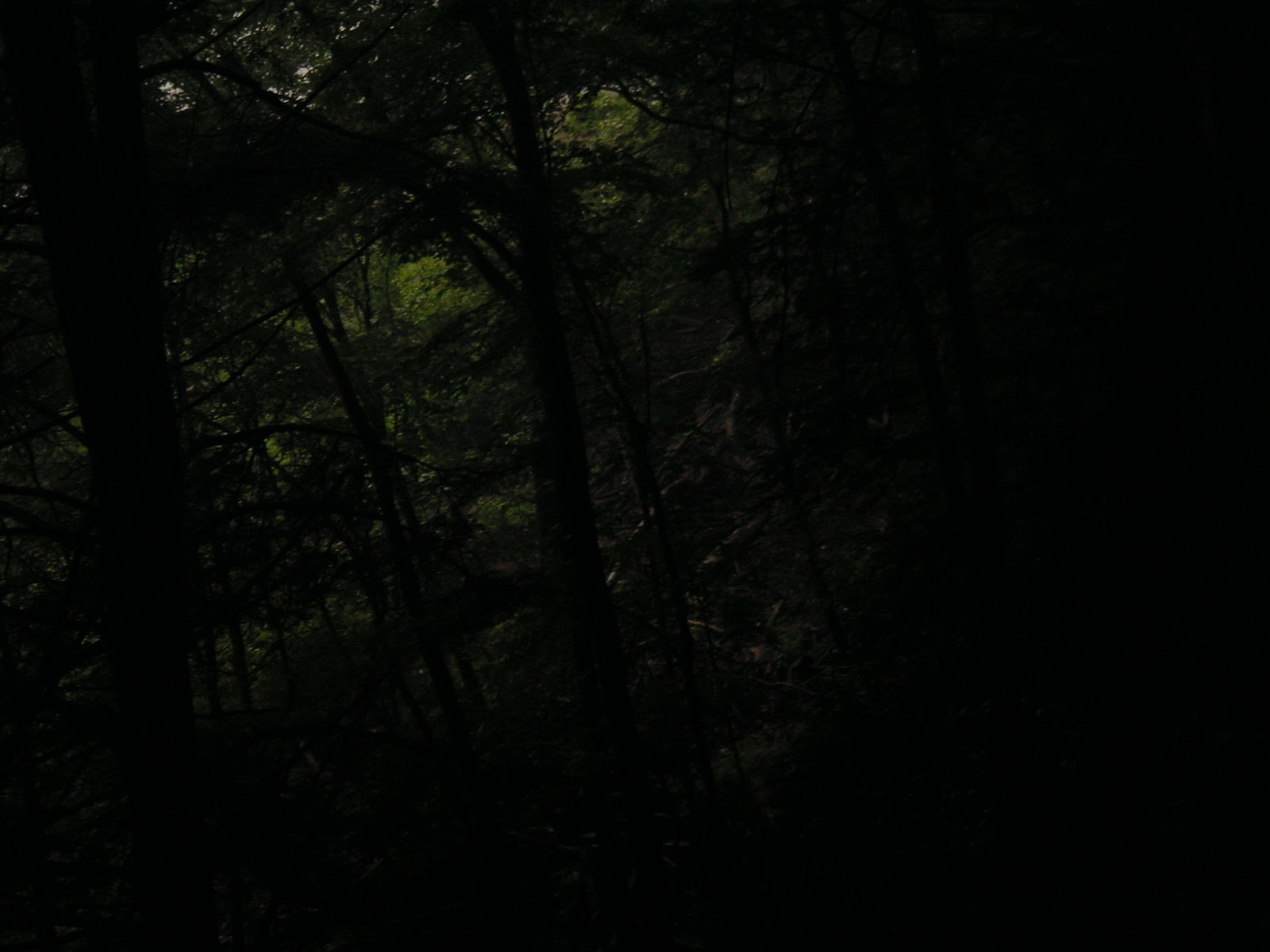 Trees. Ohio Pyle, PA