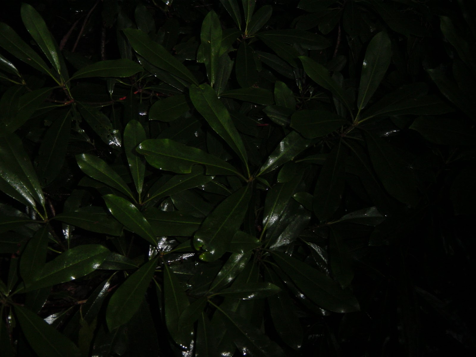 Name this leaf please . Ohio Pyle, PA