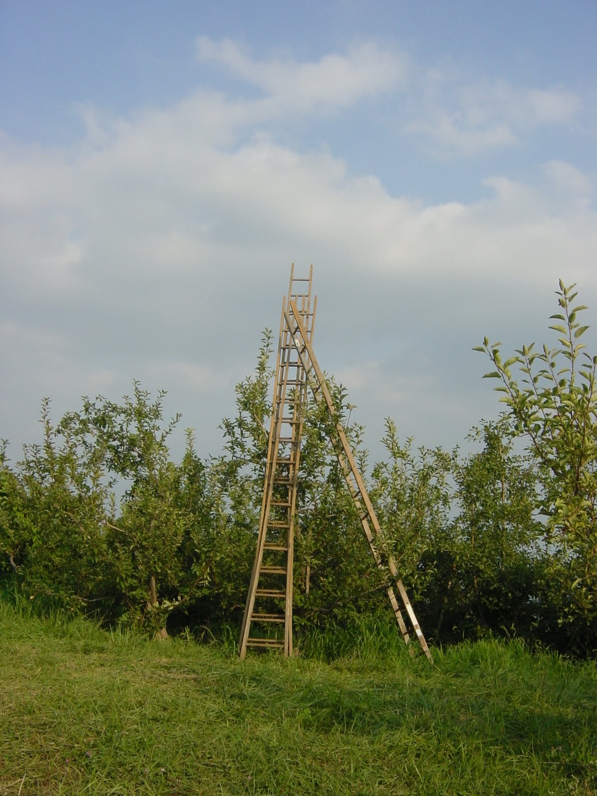 Stairway to Heaven (?) Orchard near Monticello.