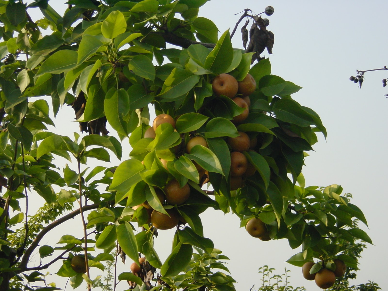 Apples. On the Tree. In the Orchard. Near Monticello.