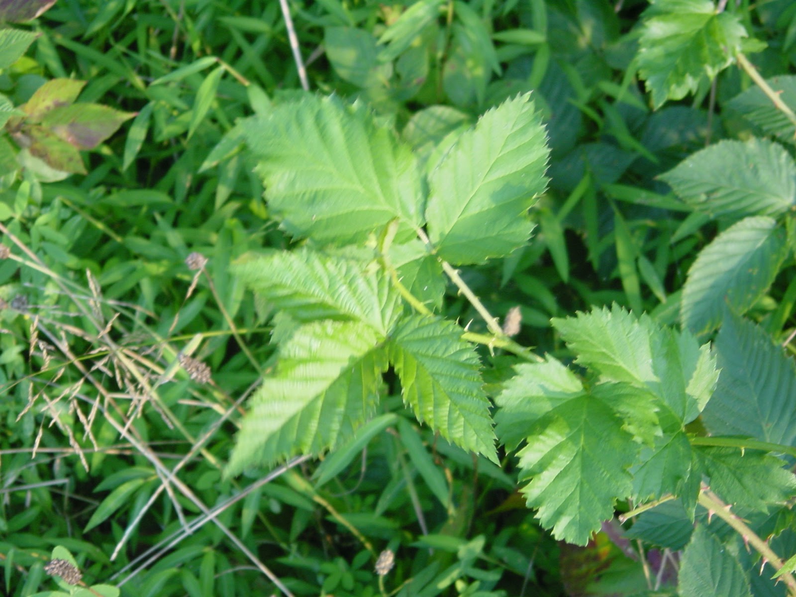 Where the butterfly was. Mountain top.