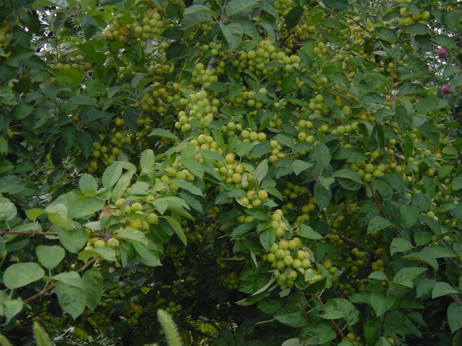 Crazy fruit action. Tree.
