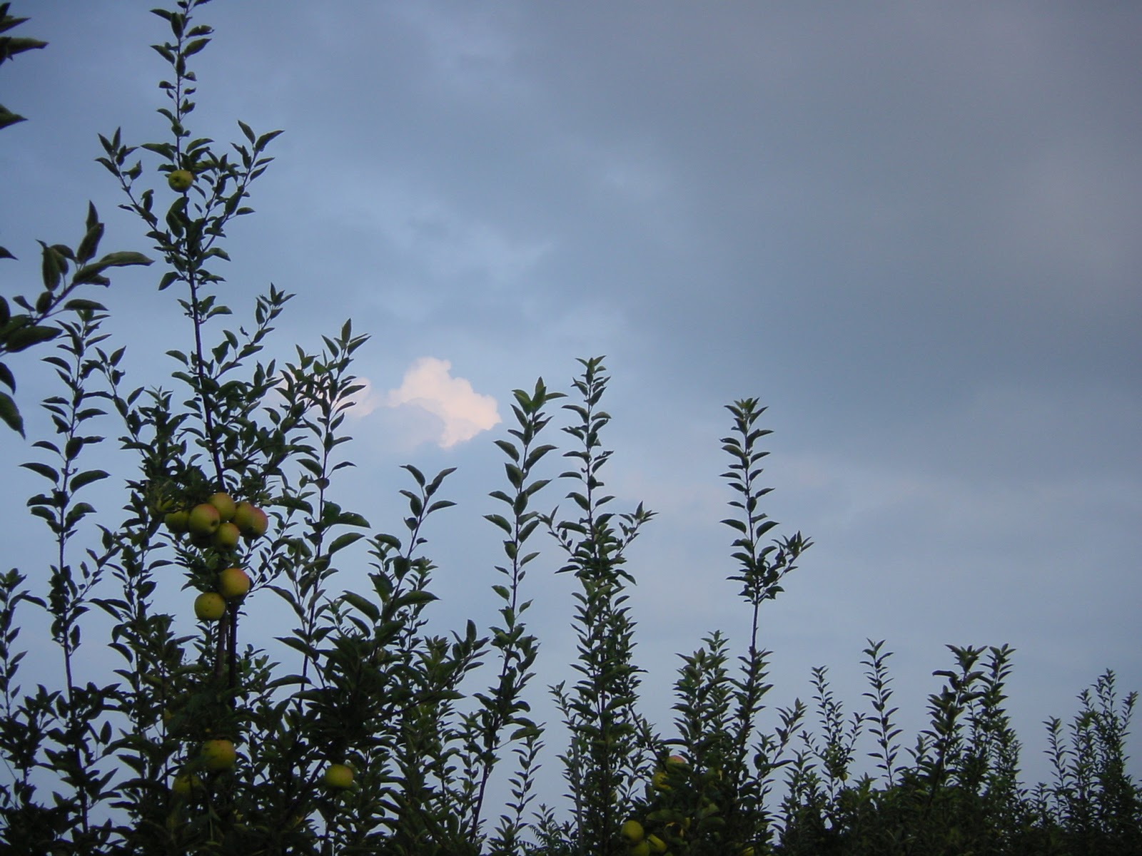 Looked better in person. Tree. Mountaintop orchard.