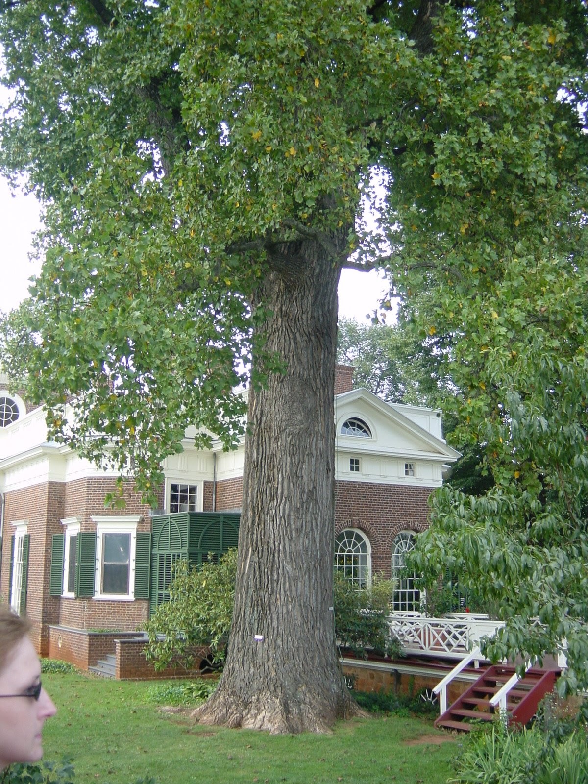 Oldest Tree of it's kind. Monticello, VA