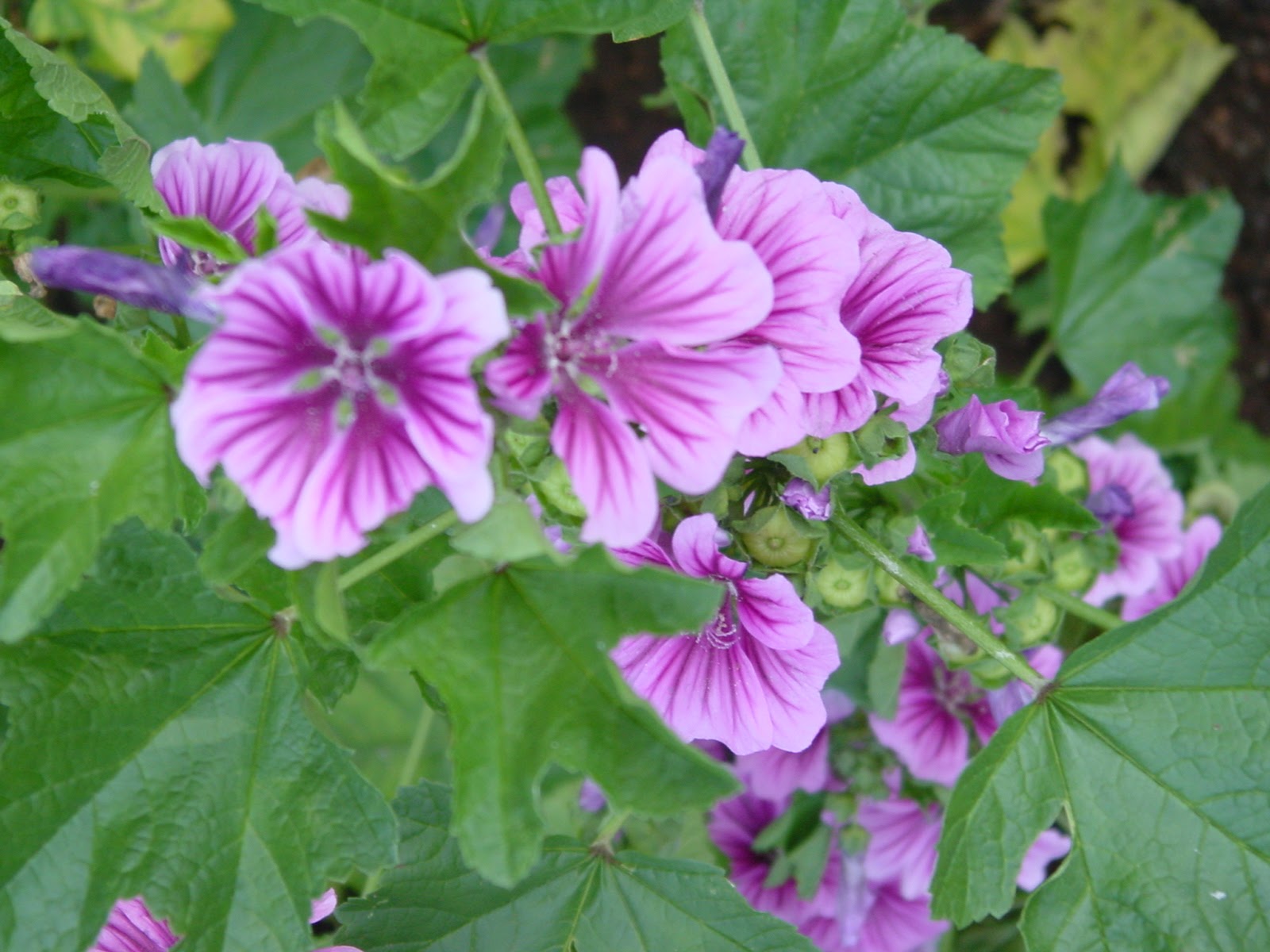 Flower. Monticello, VA