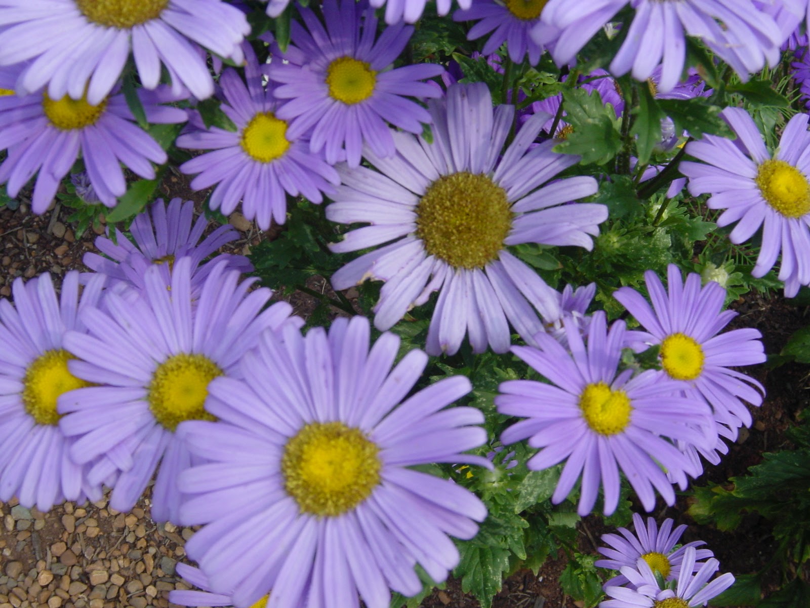 Flower. Monticello. Charlottesville, VA