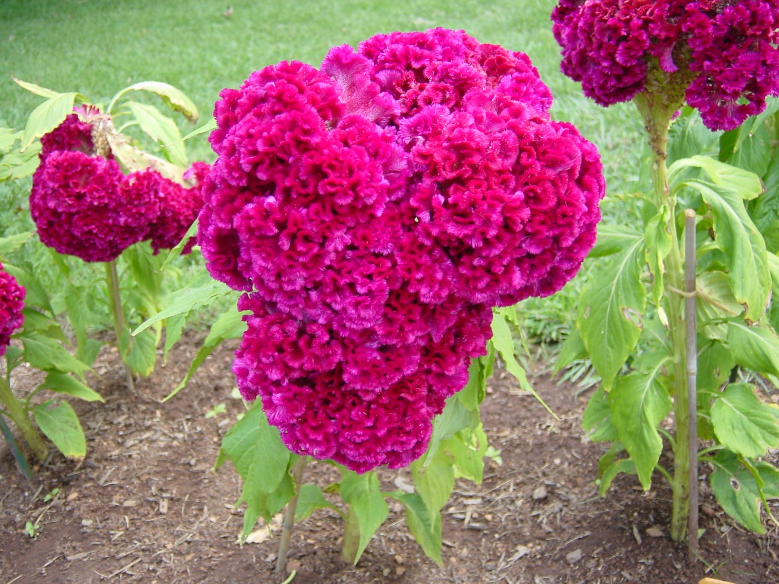 Cockscomb. Monticello. Charlottesville, VA