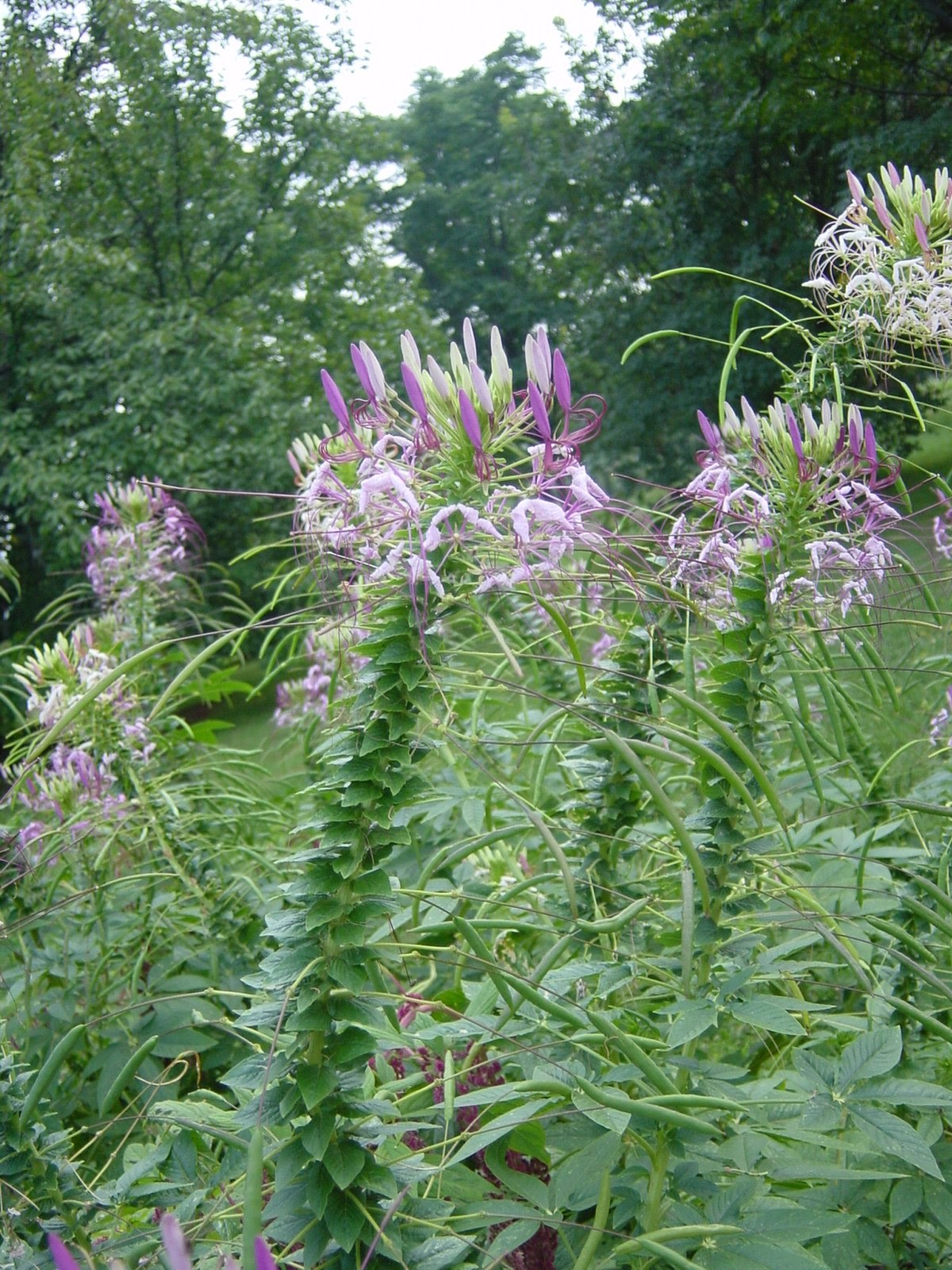 Superweird Flower. Monticello. Charlottesville, VA