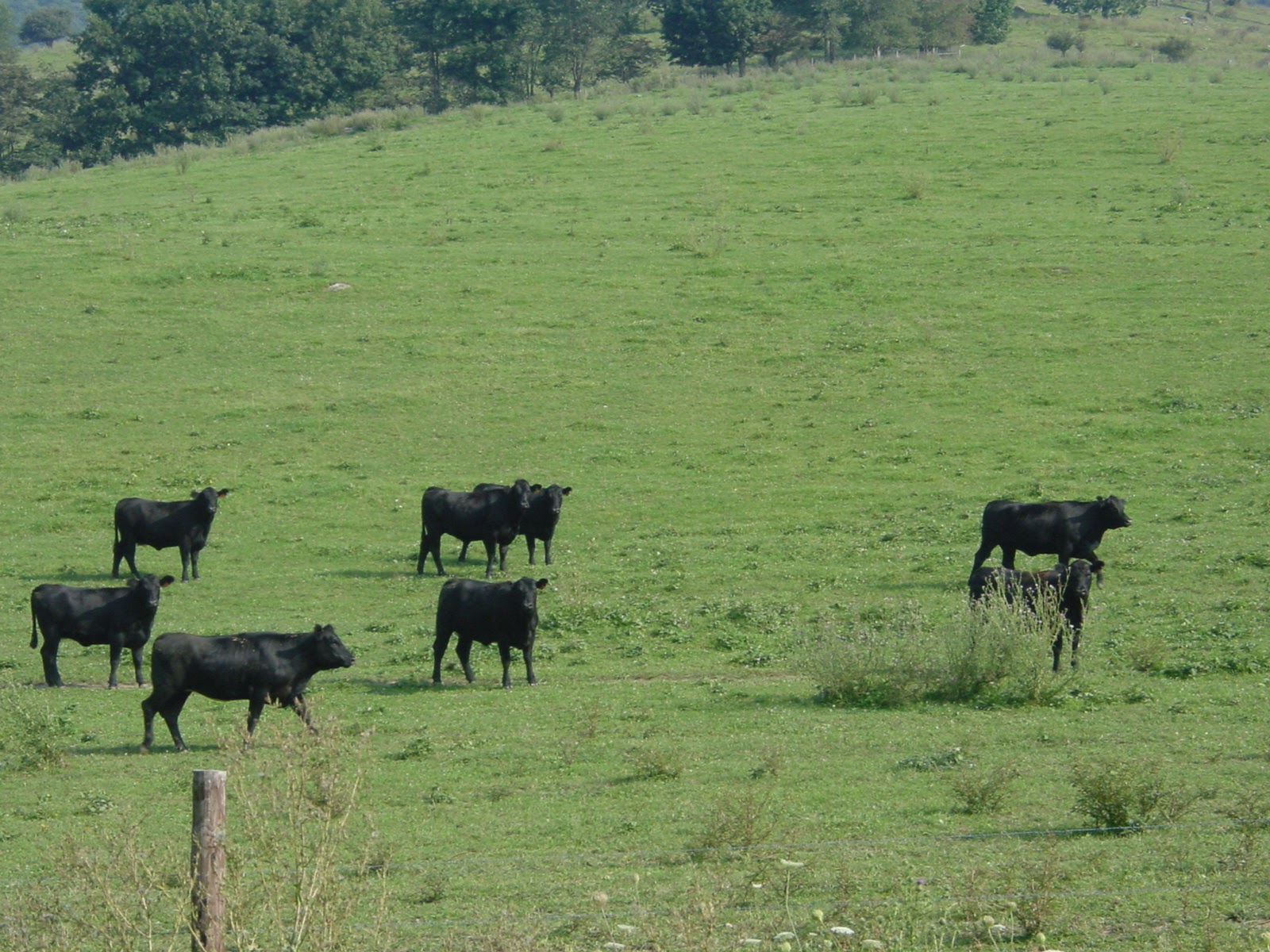 Black Angus. Southwestern, VA