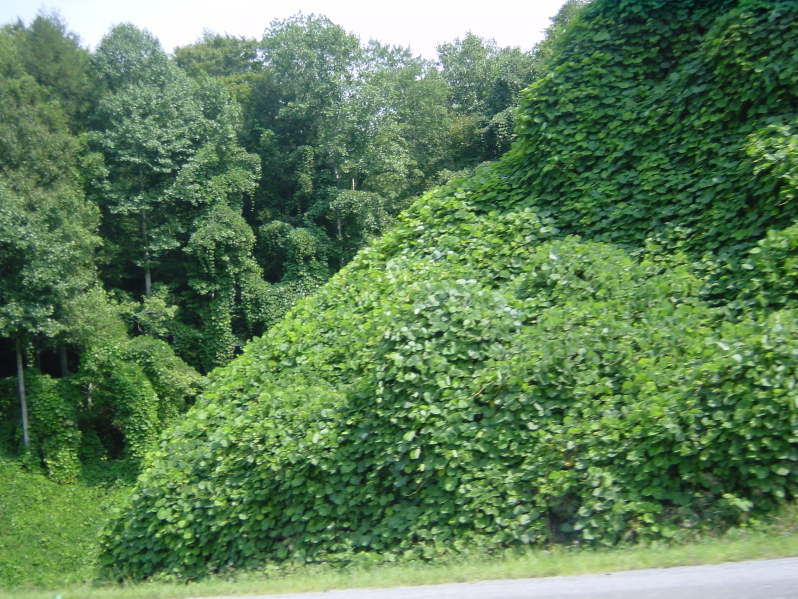 Amazing Vine. SE Kentucky