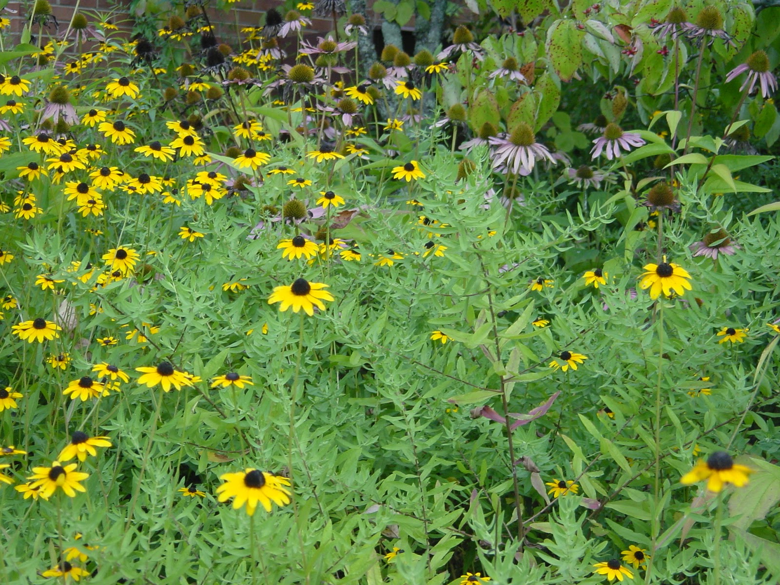 Cone flower. SE Kentucky