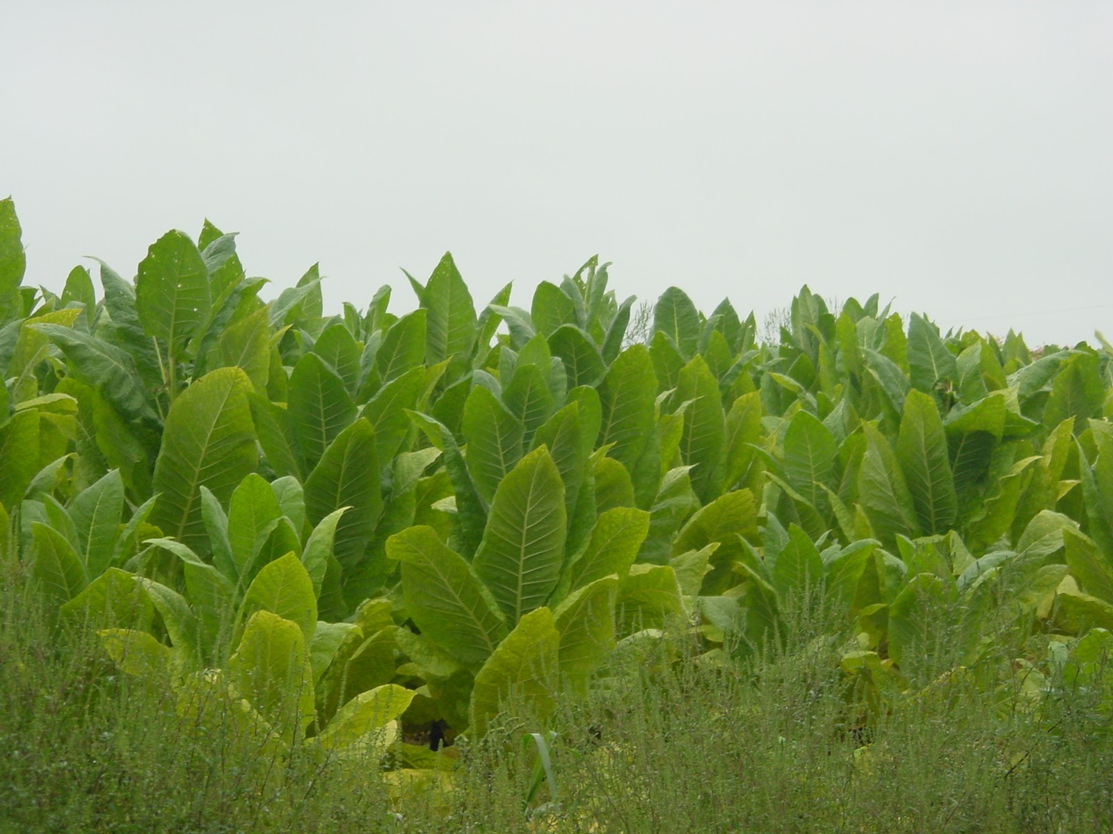 Tobacco Leaf.