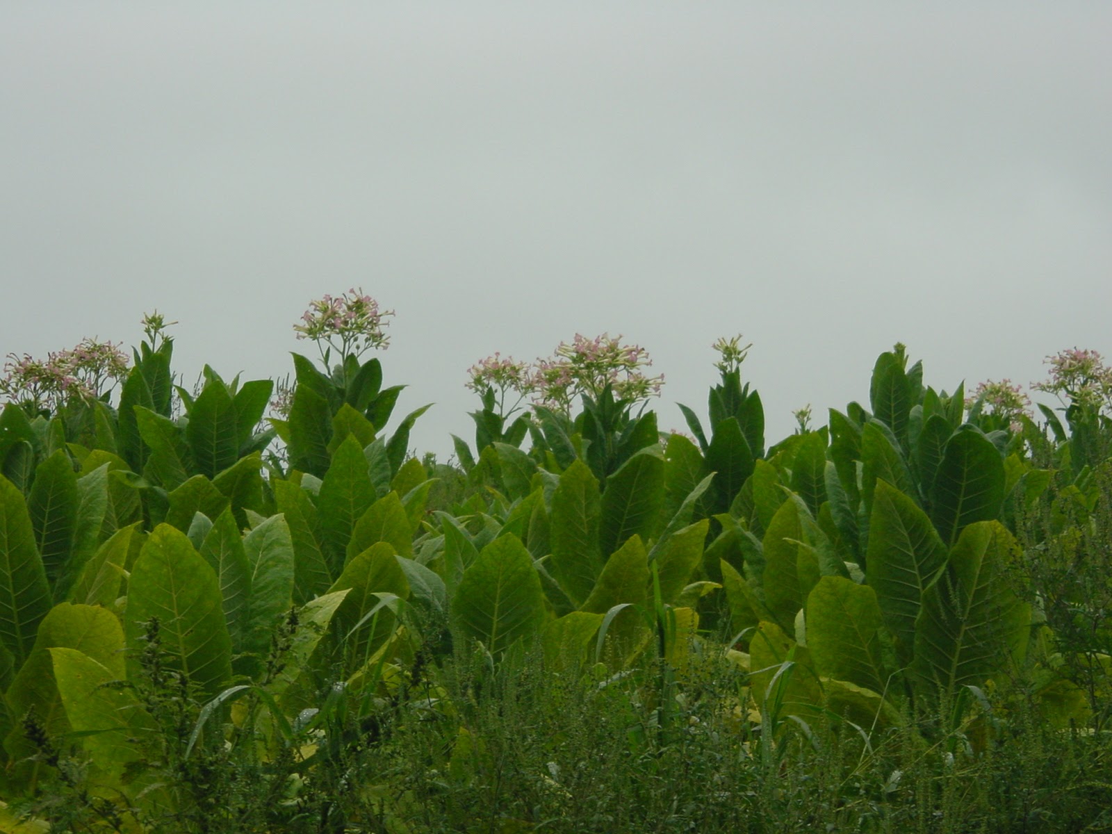 Tobacco Flower I