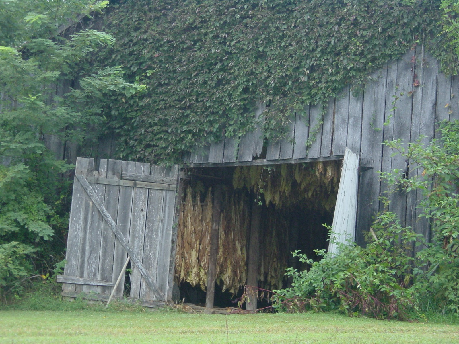 Tobacco drying in the rain. South Central, KY