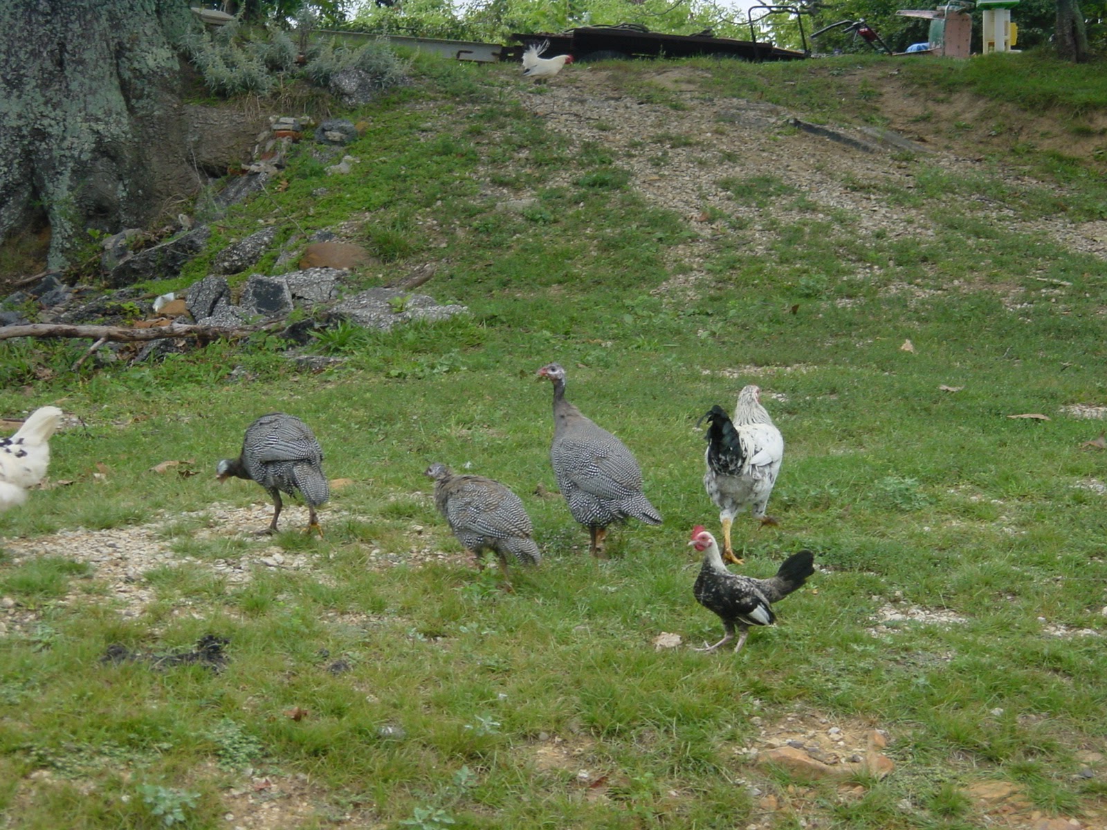Hens of some sort. Western KY