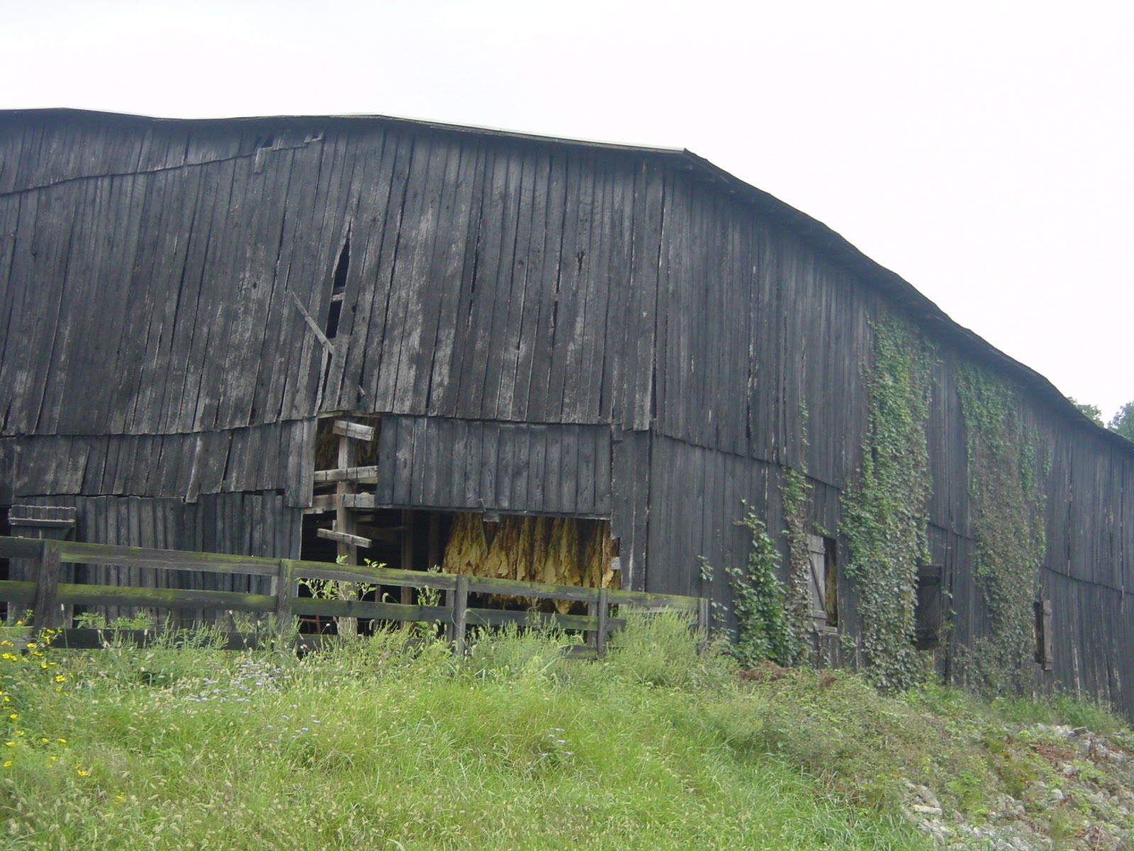 More tobacco drying. Near Weber, KY
