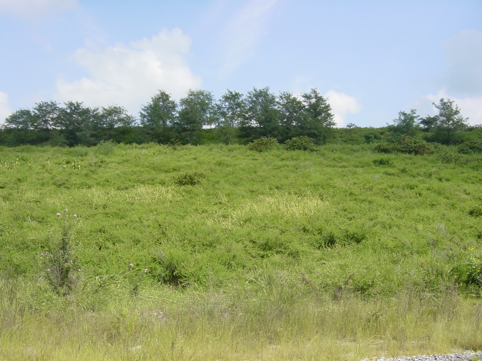 Three greens and a blue. By the mine.