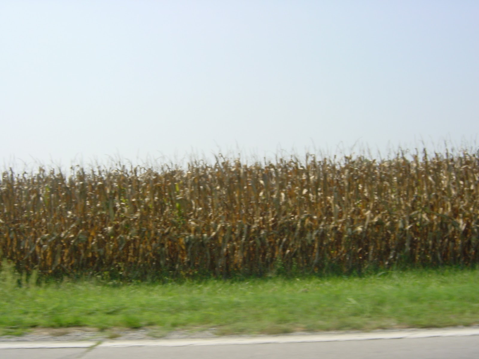 Corn Country