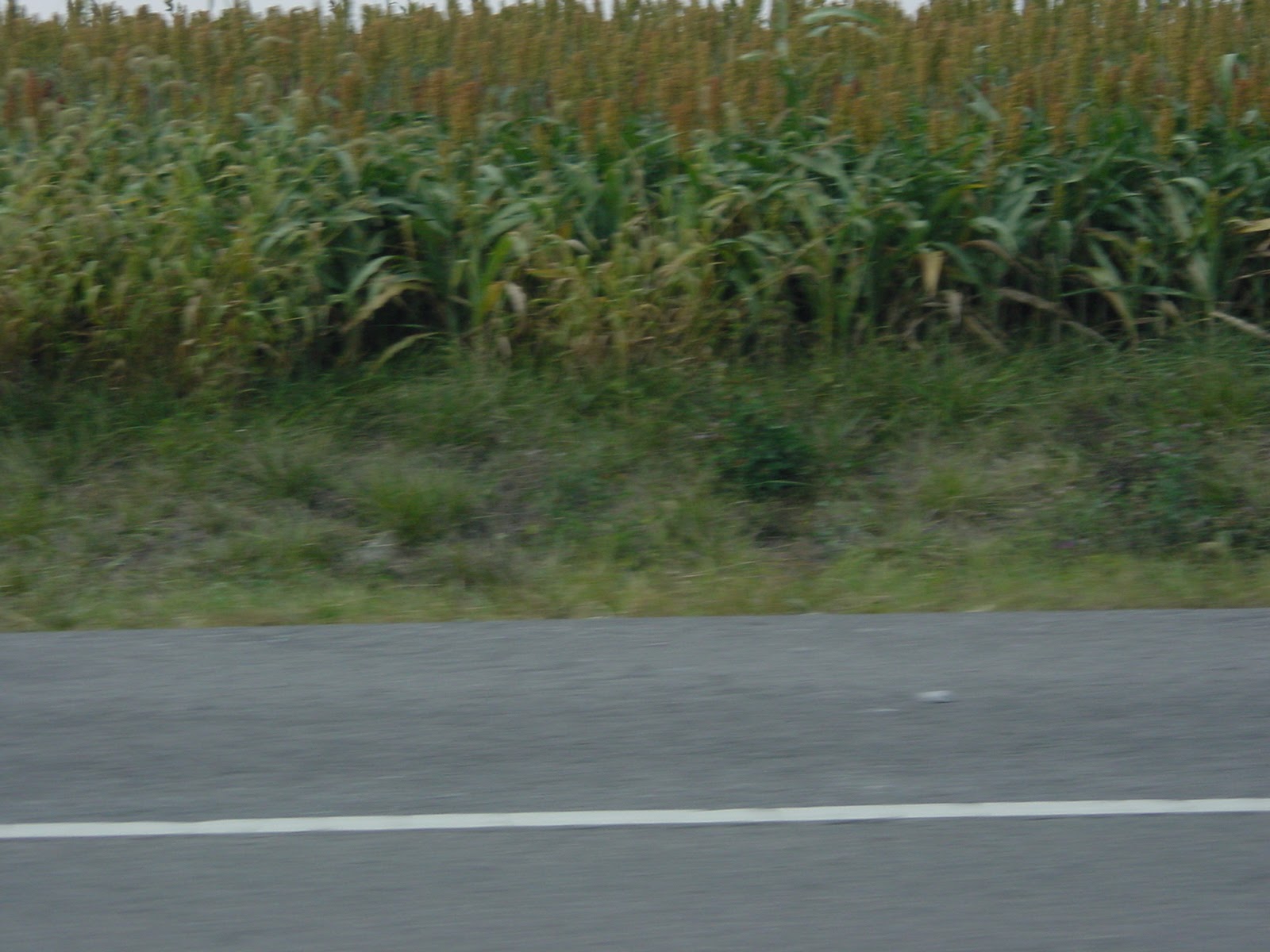 What is this? Soybeans?