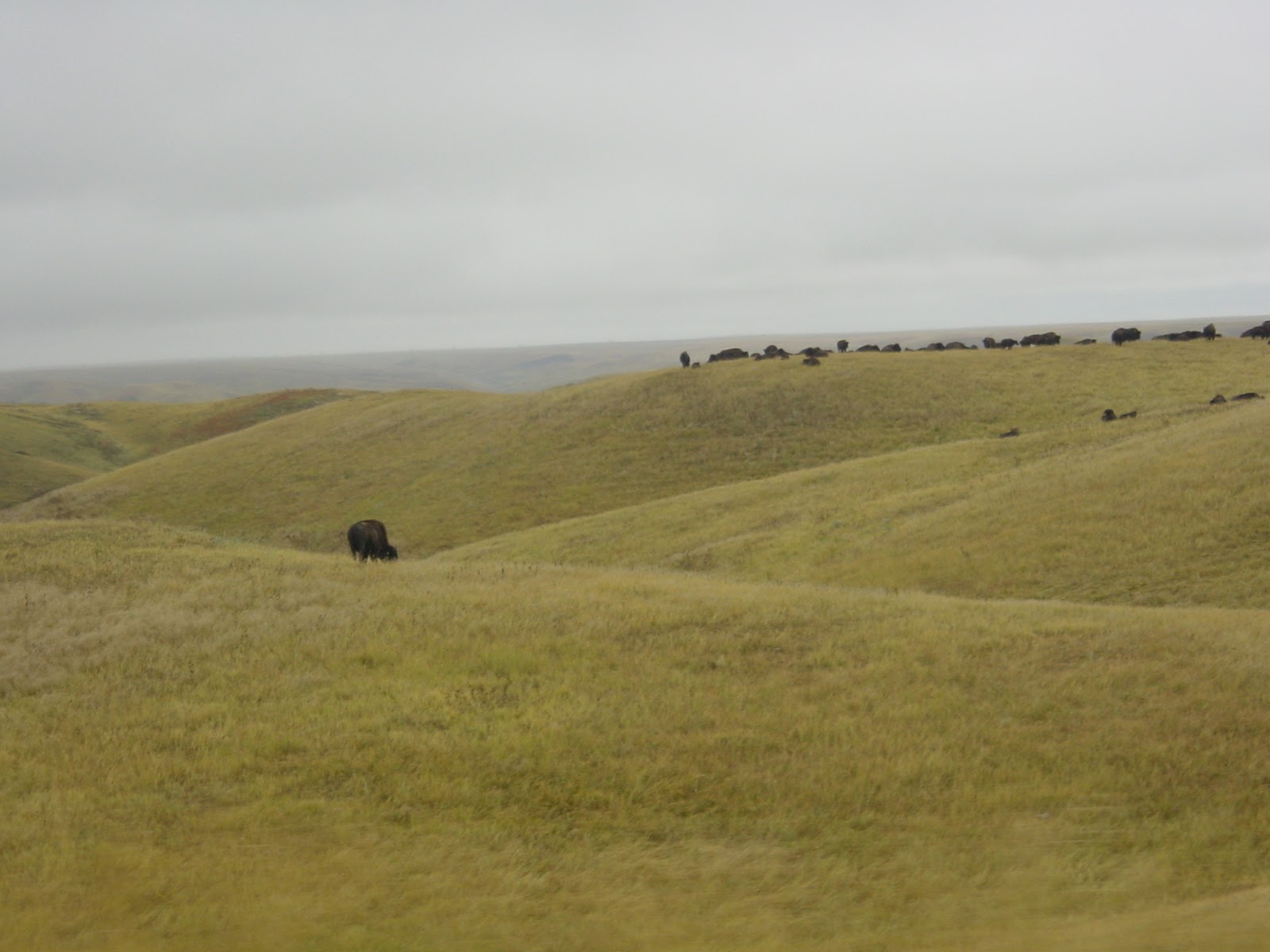 Grass and Bison. Near Pierre, SD