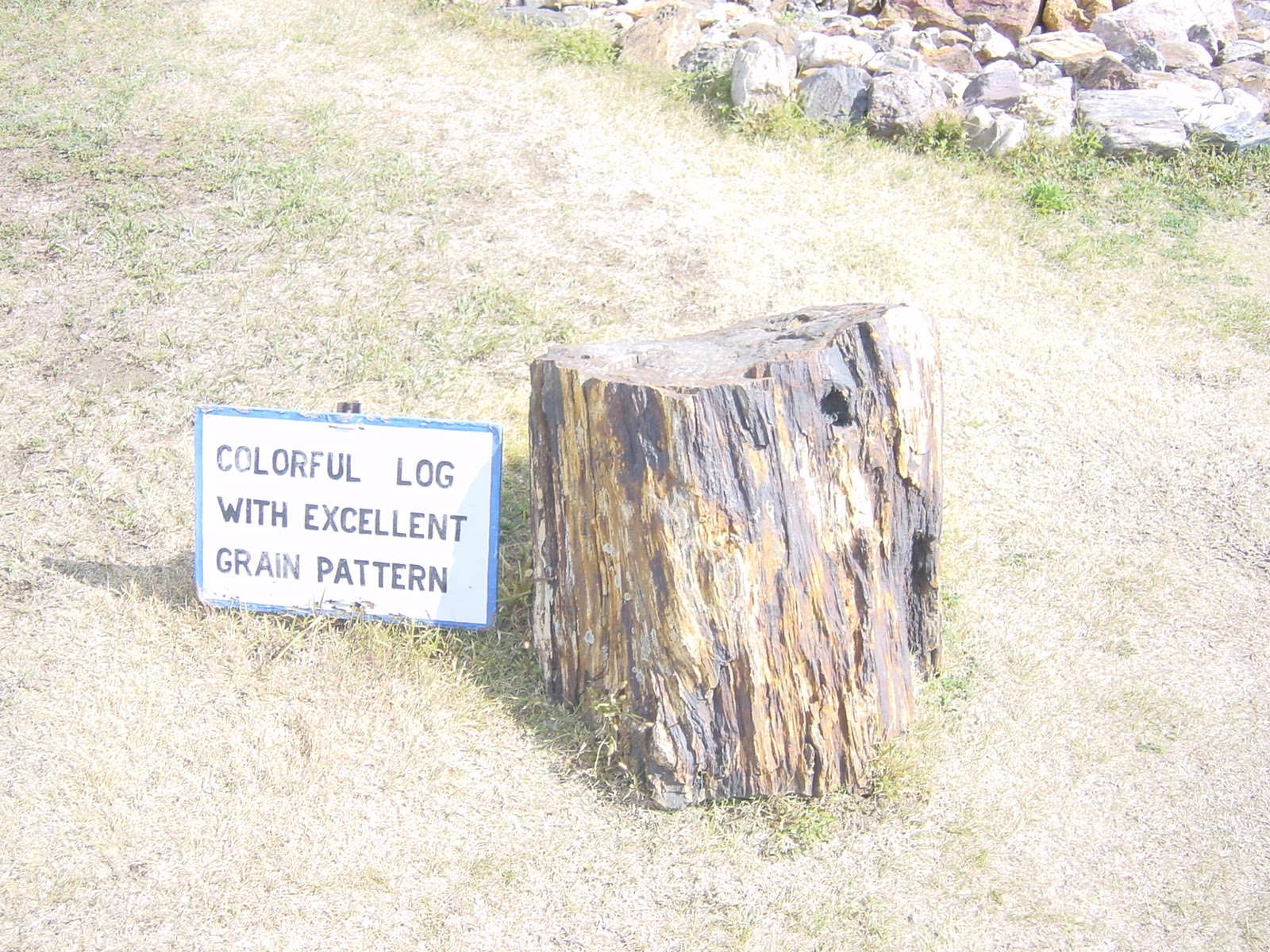 By the Petrified Wood