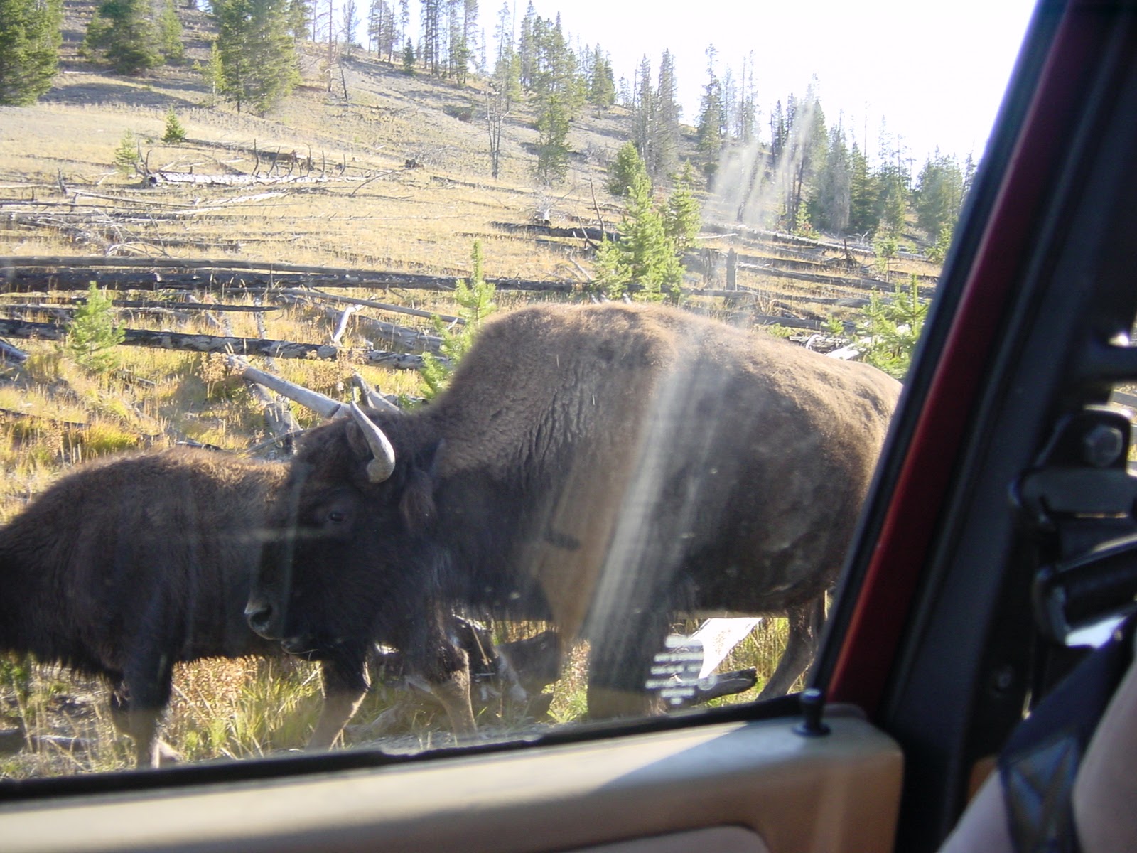 Bison. Old Faithful, WY