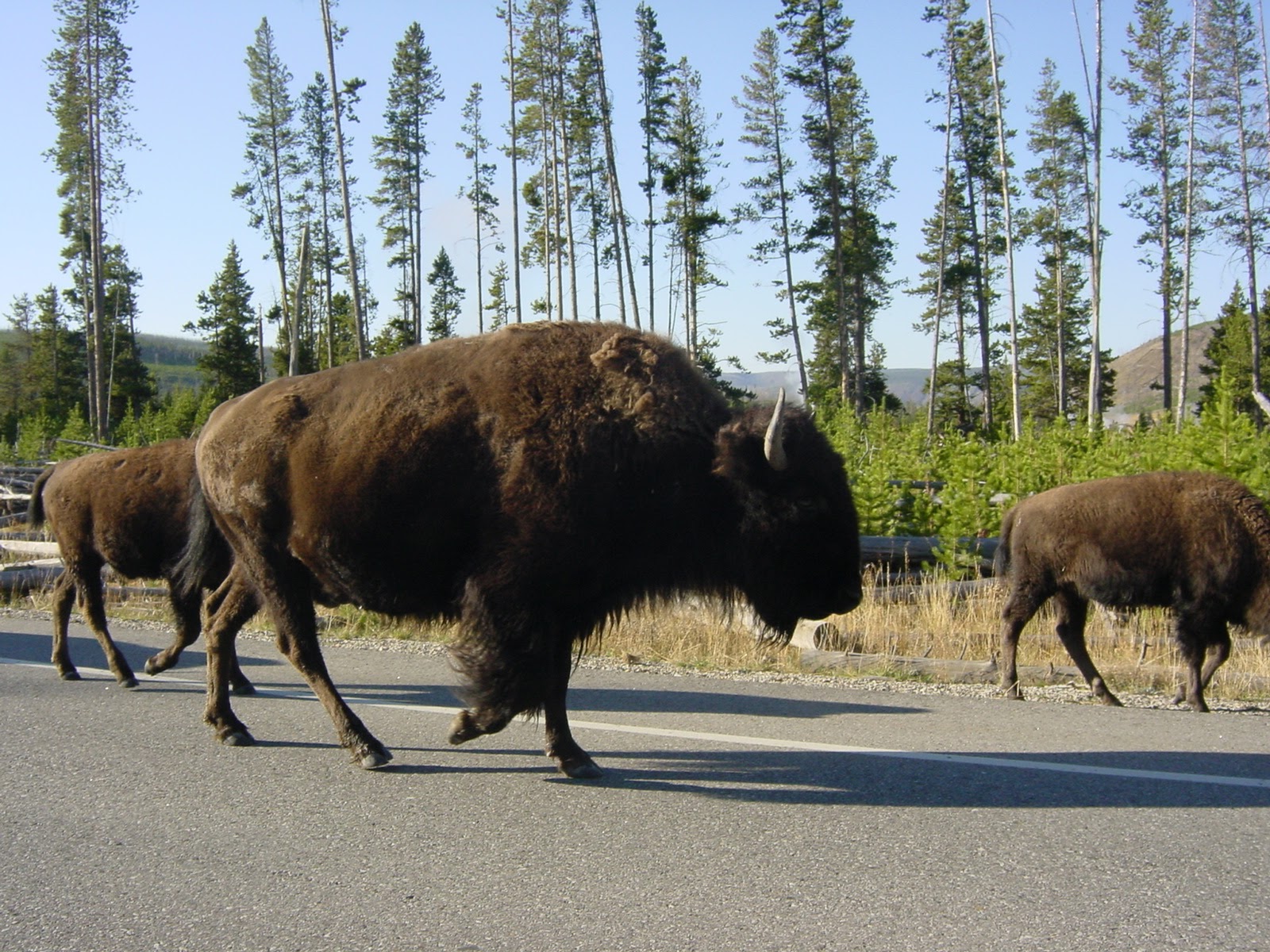 Bison II. Old Faithful, WY