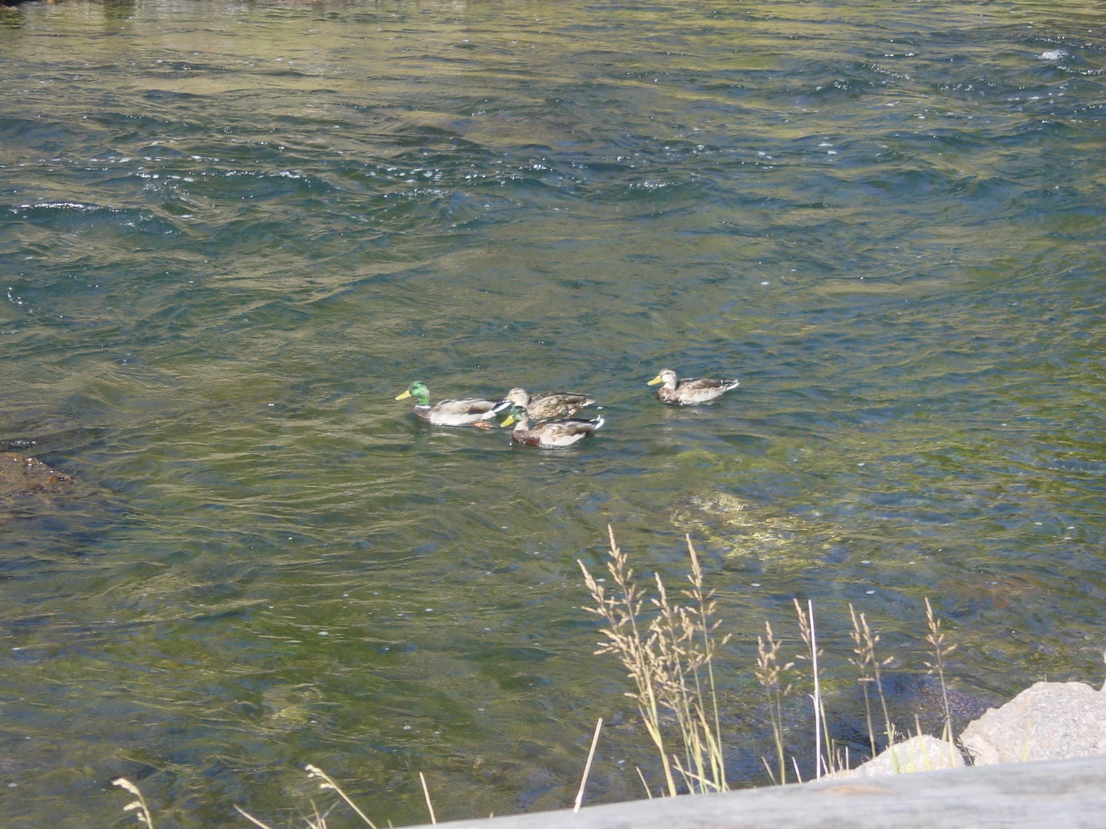 Mallard? Stream, Yellowstone