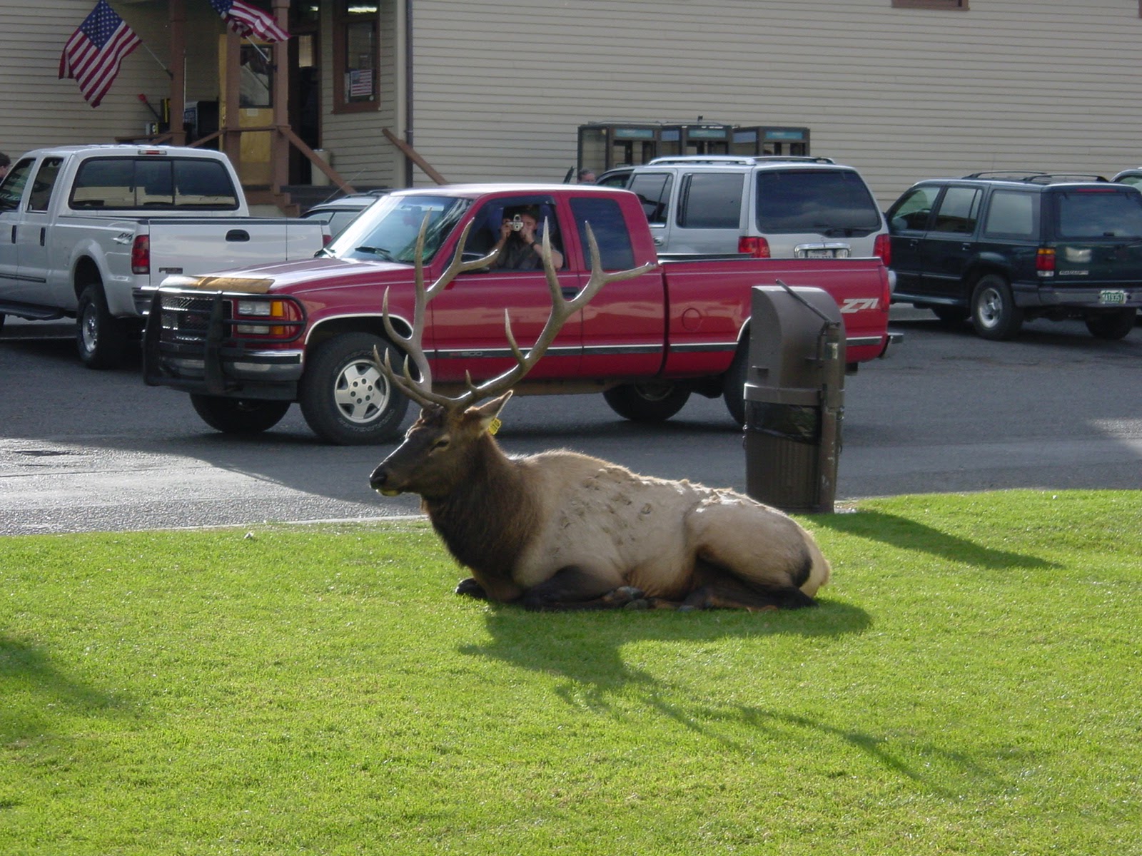 Bull Elk, Mammoth Hot Springs, WY