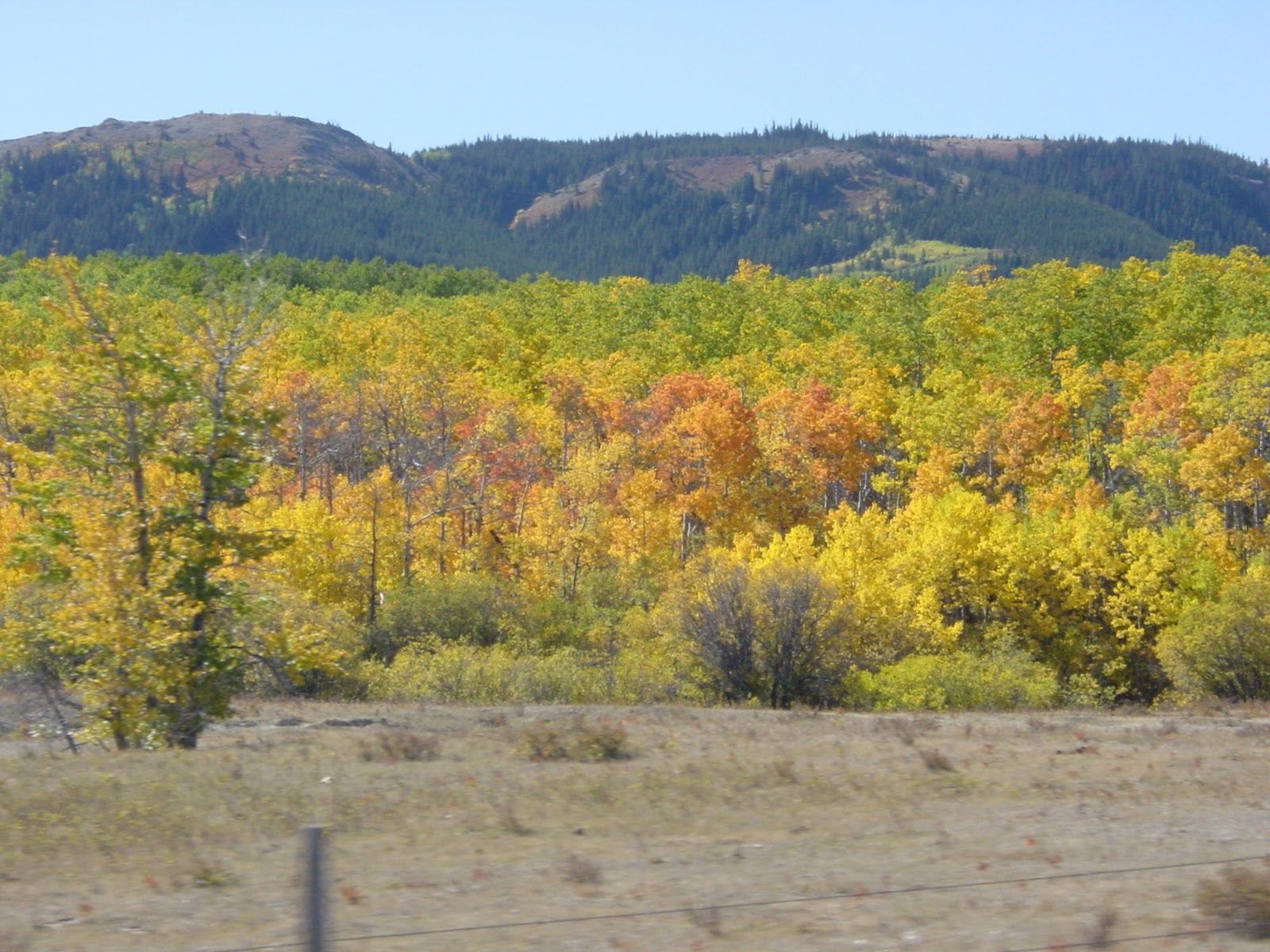 Fall Splendor, approaching Glacier National Park