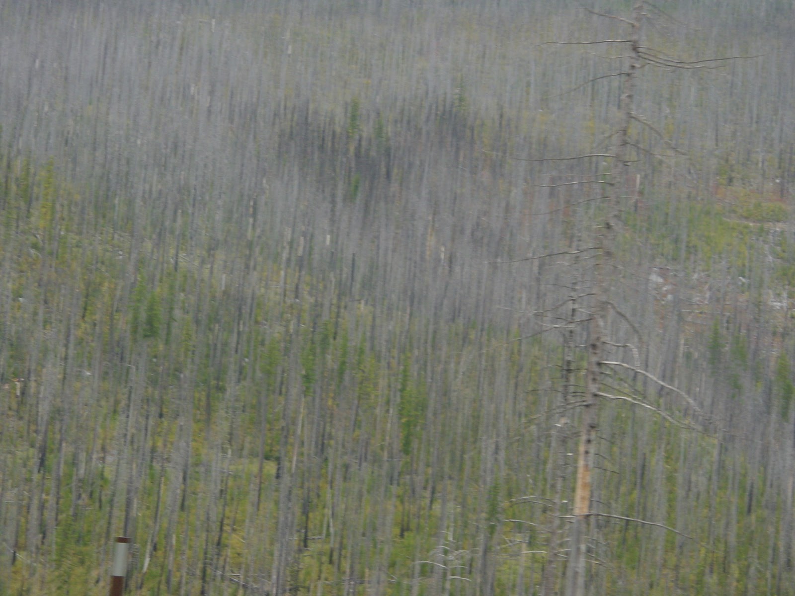 Burn. Still east of North Cascades.