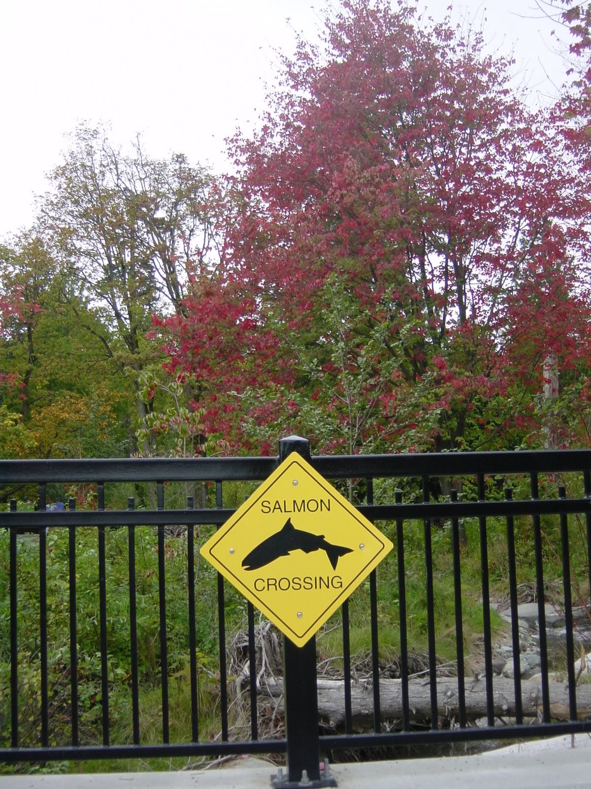 River restoration. Stanley Park, Vancouver