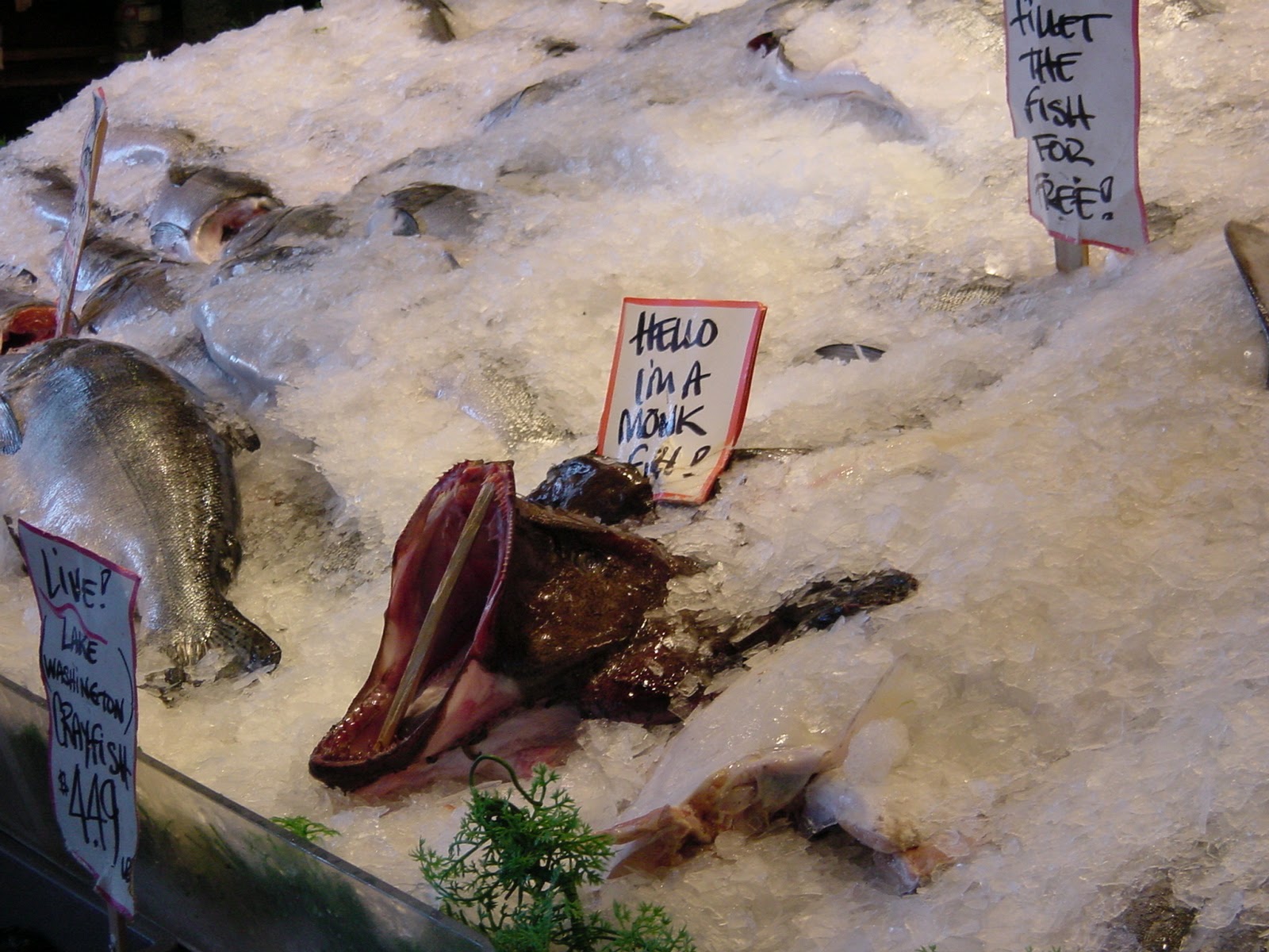 Monk Fish. Public Market