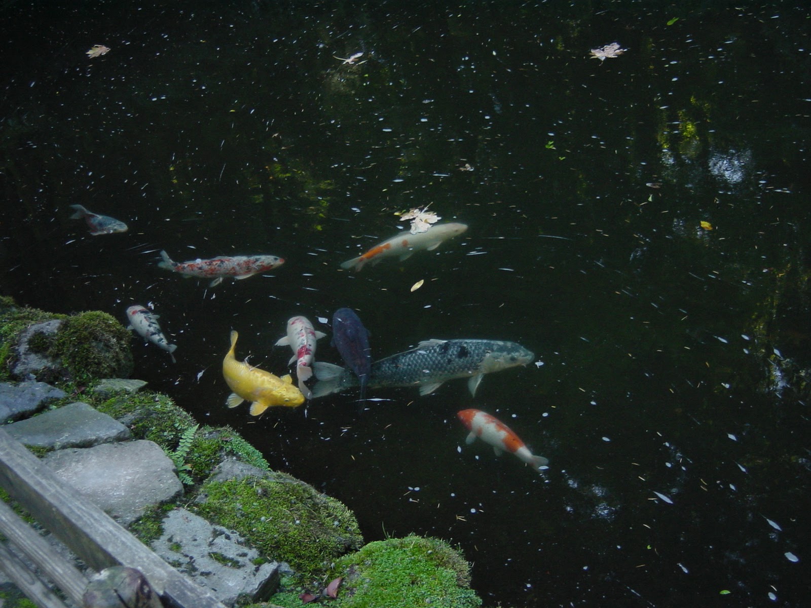 Kooi in Japanese Garden. Portland, OR