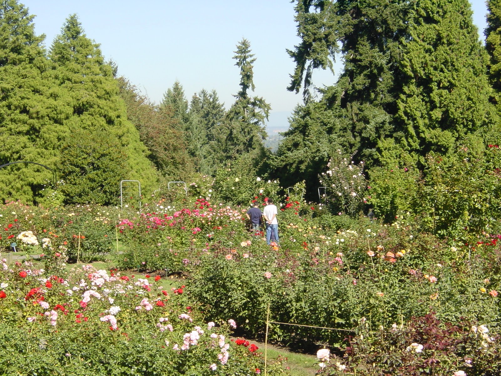 Rose Garden. Portland, OR