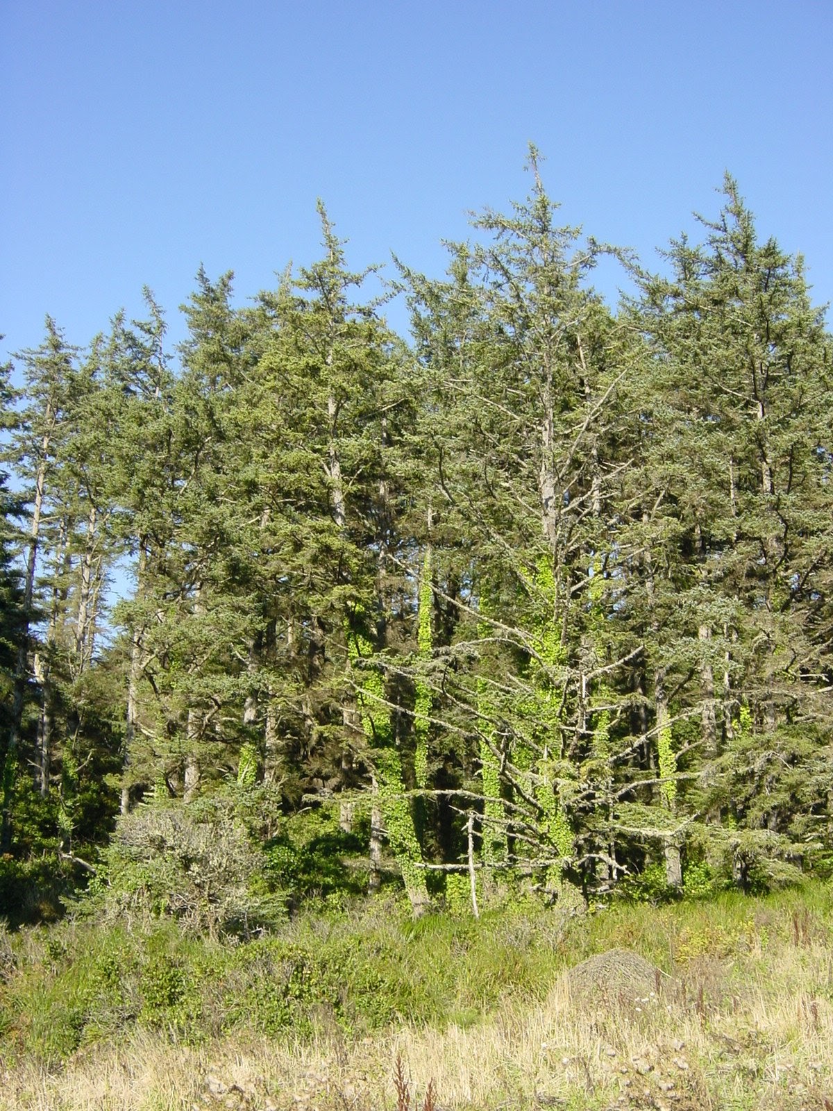 Trees. Cape Meares, OR