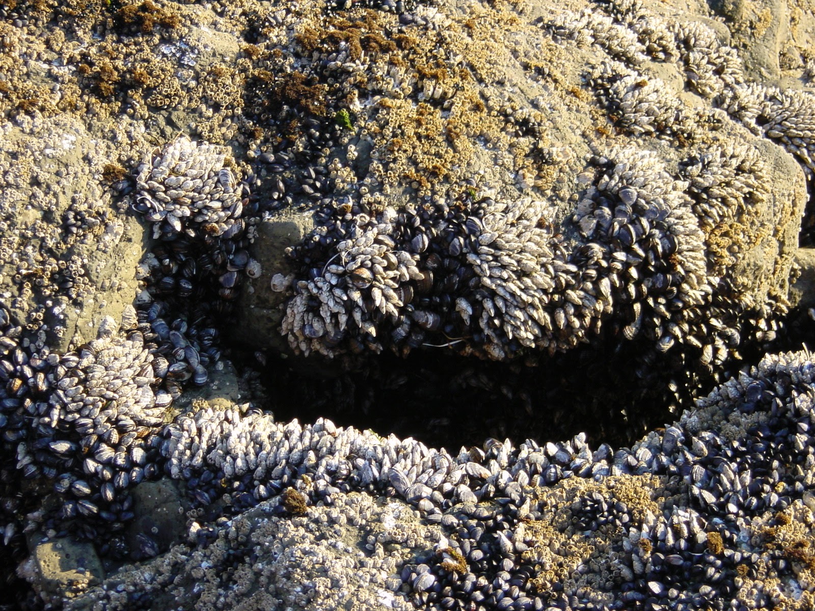 Low tide. Oceanside, OR