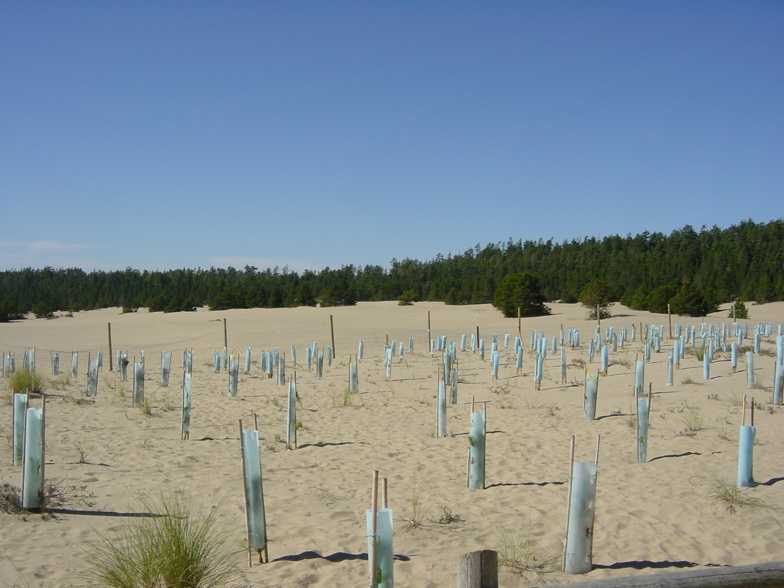 Dunes. On the way to Newport, OR