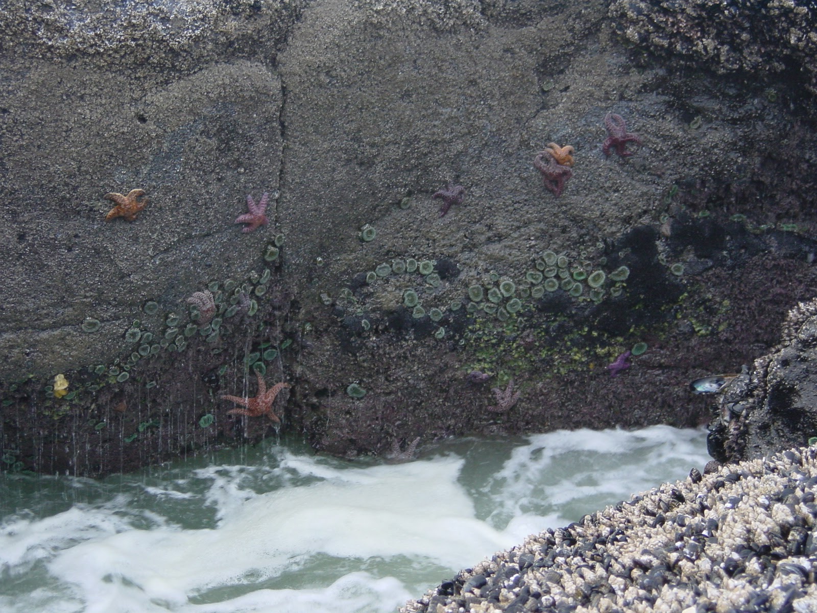 Starfish and and anemones II. Yachats, OR
