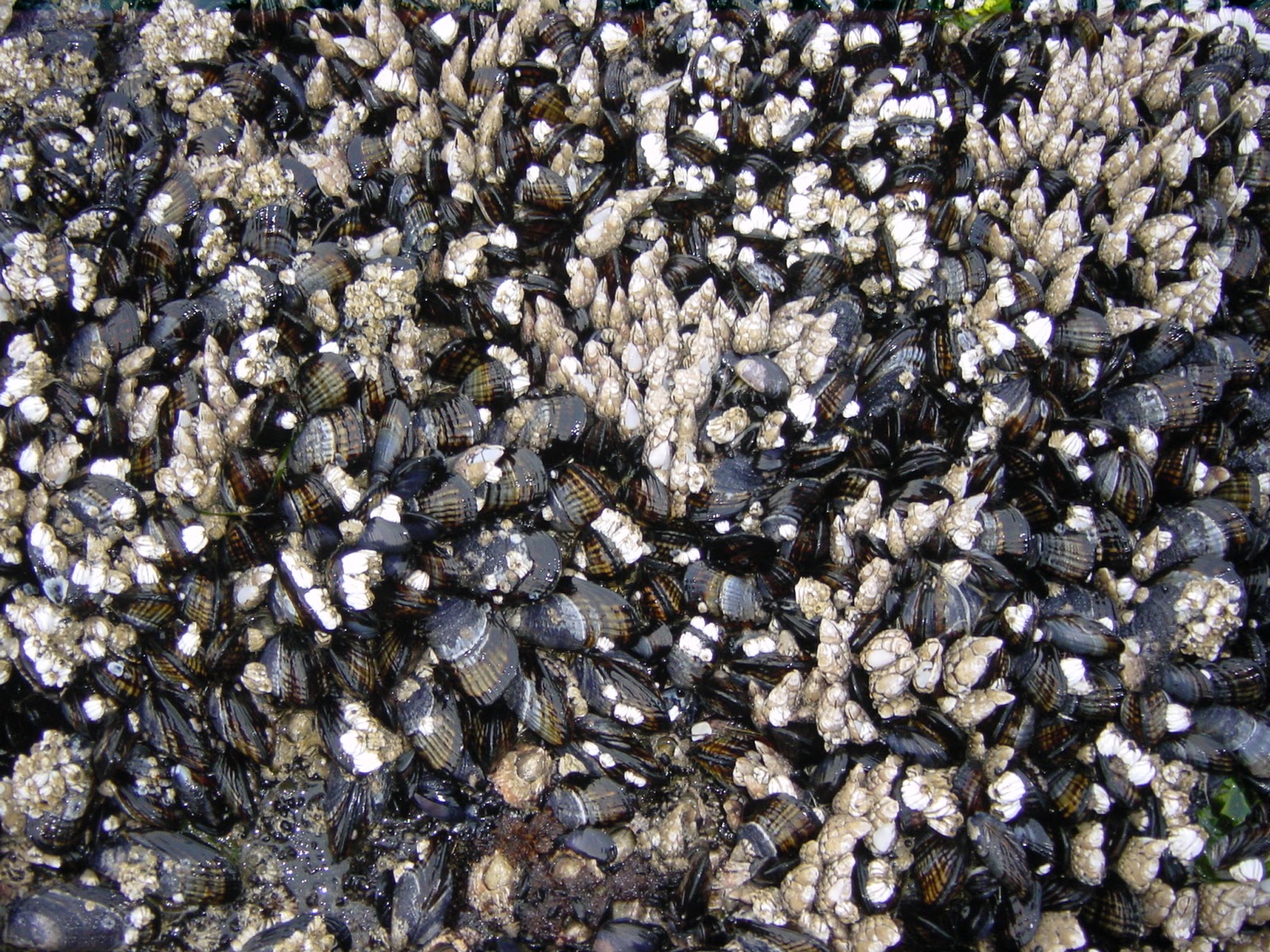 Mussels and Barnacles. Yachats, OR