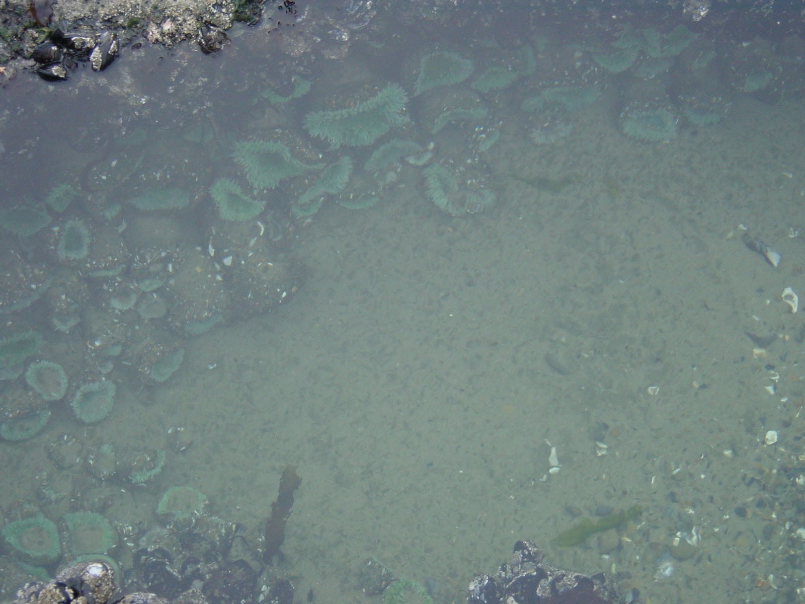 Supersized Anemones. Yachats, OR