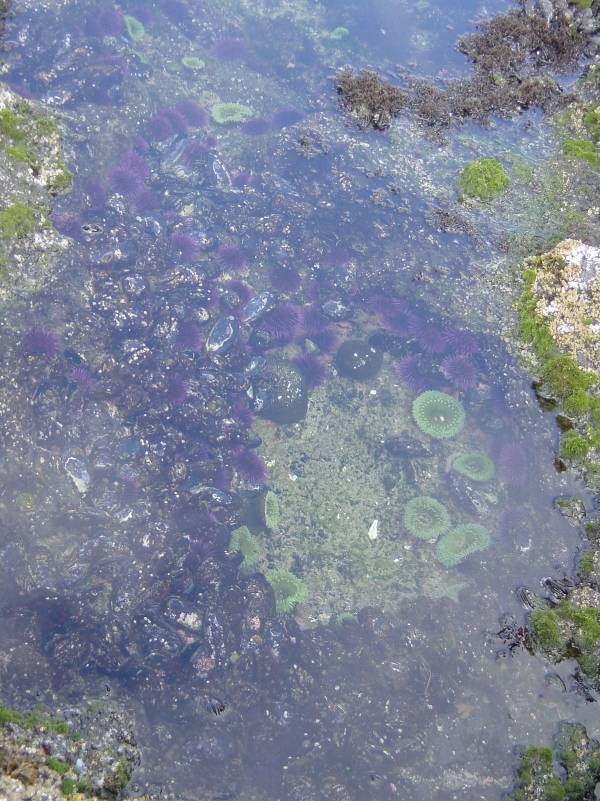 Sea Urchins. Naptune State Park.
