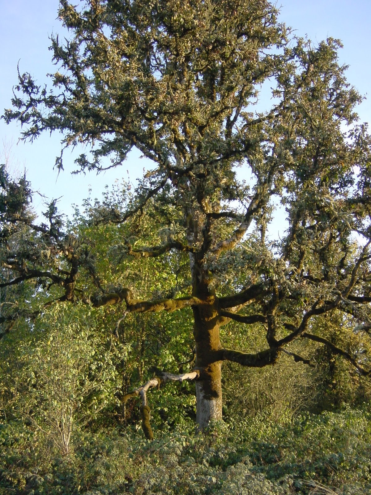 Old big tree. Dexter, OR