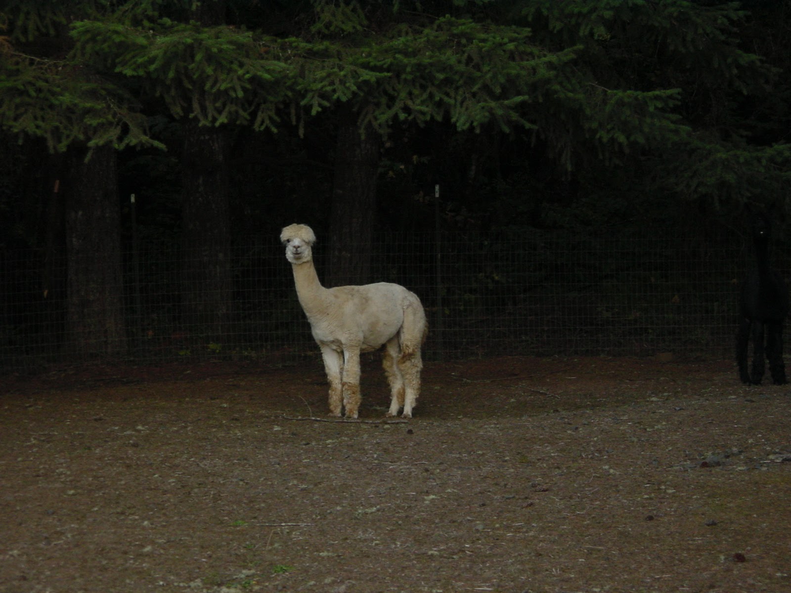 Recently shorn alpaca. Dexter, OR