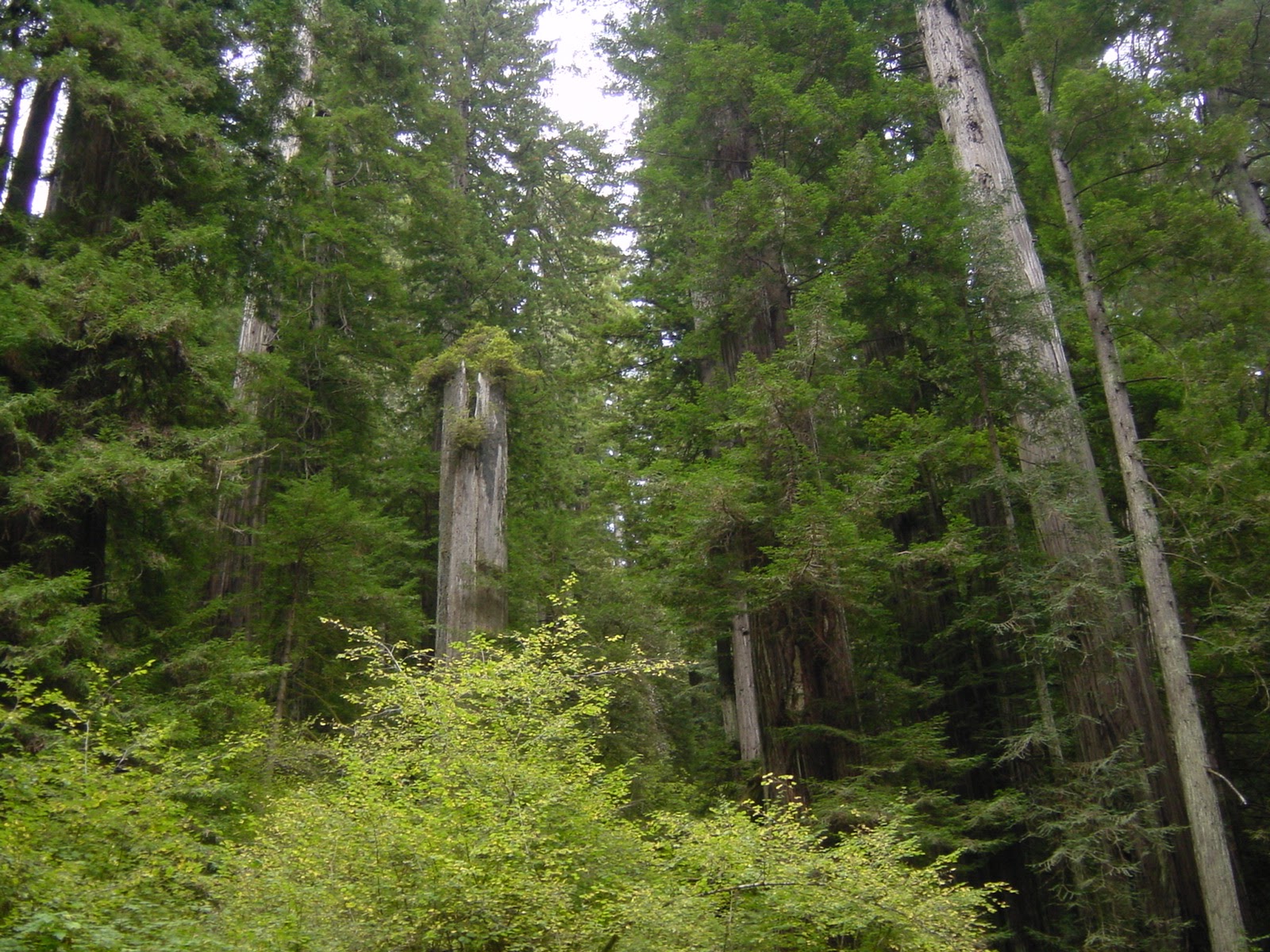 Redwood National Forest