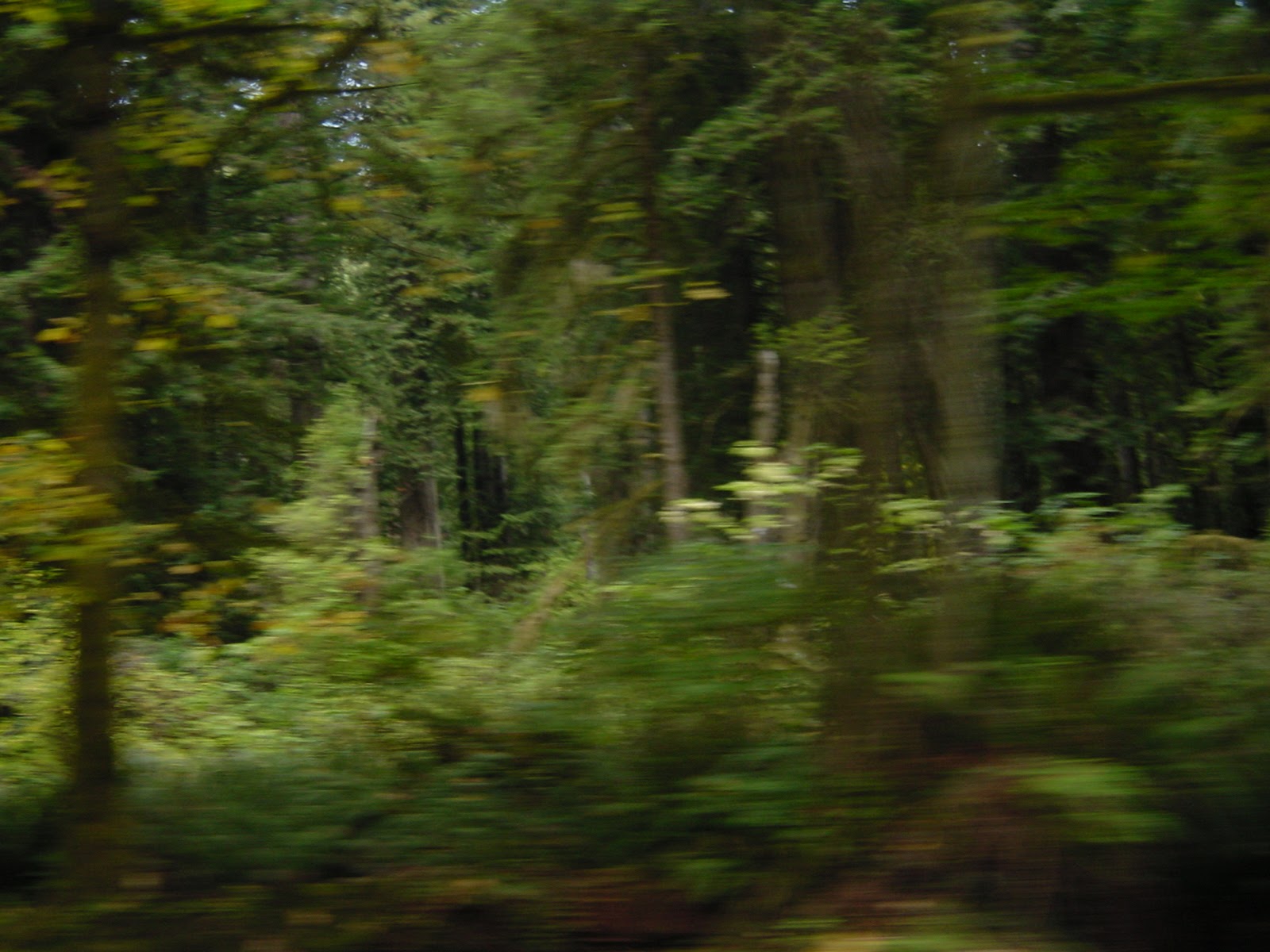 Redwood National Forest II